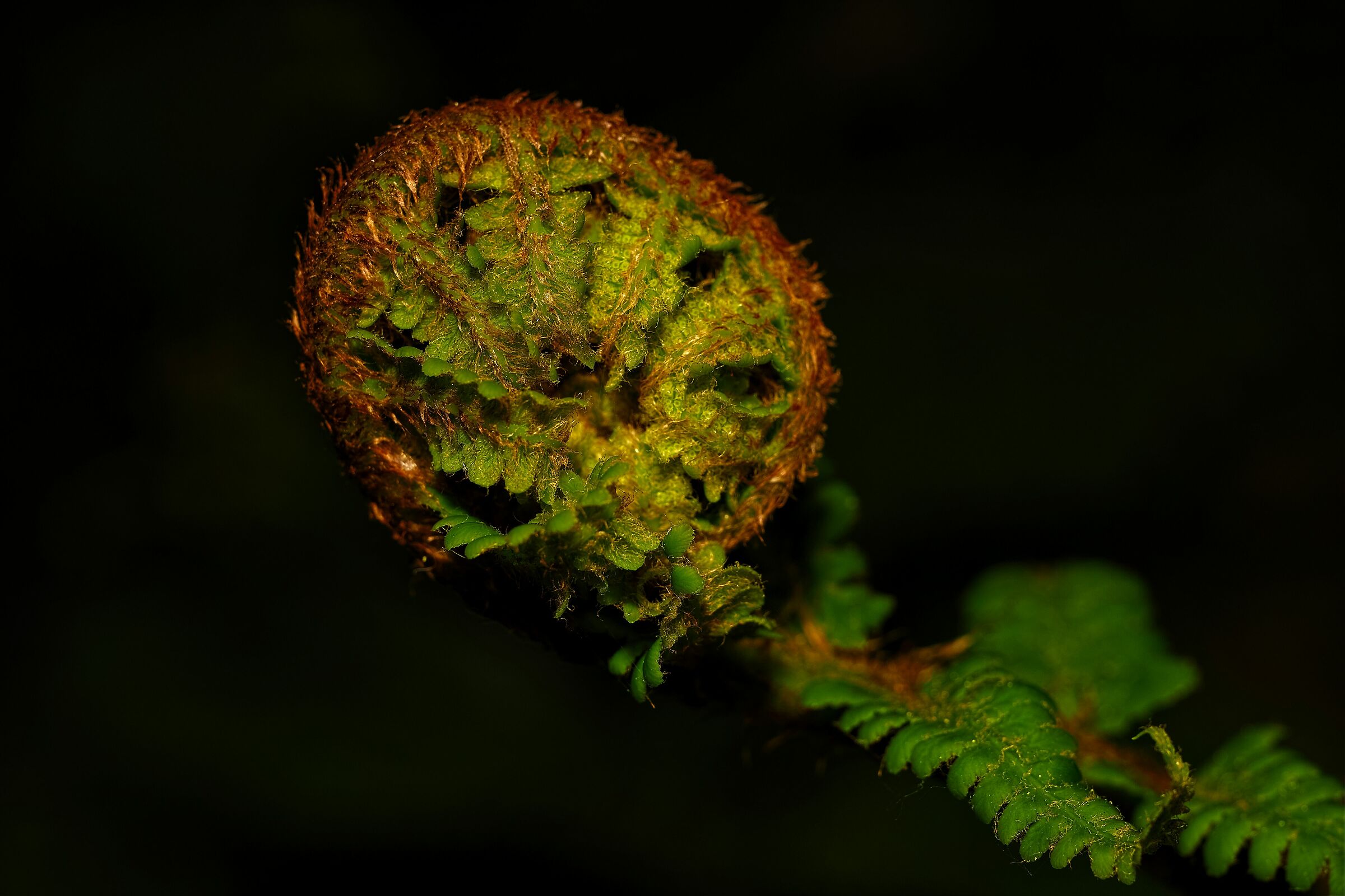 Polypodium vulgare