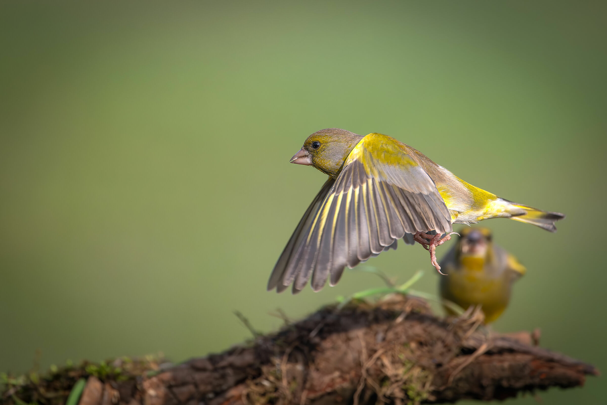 Greenfinch #capannocora