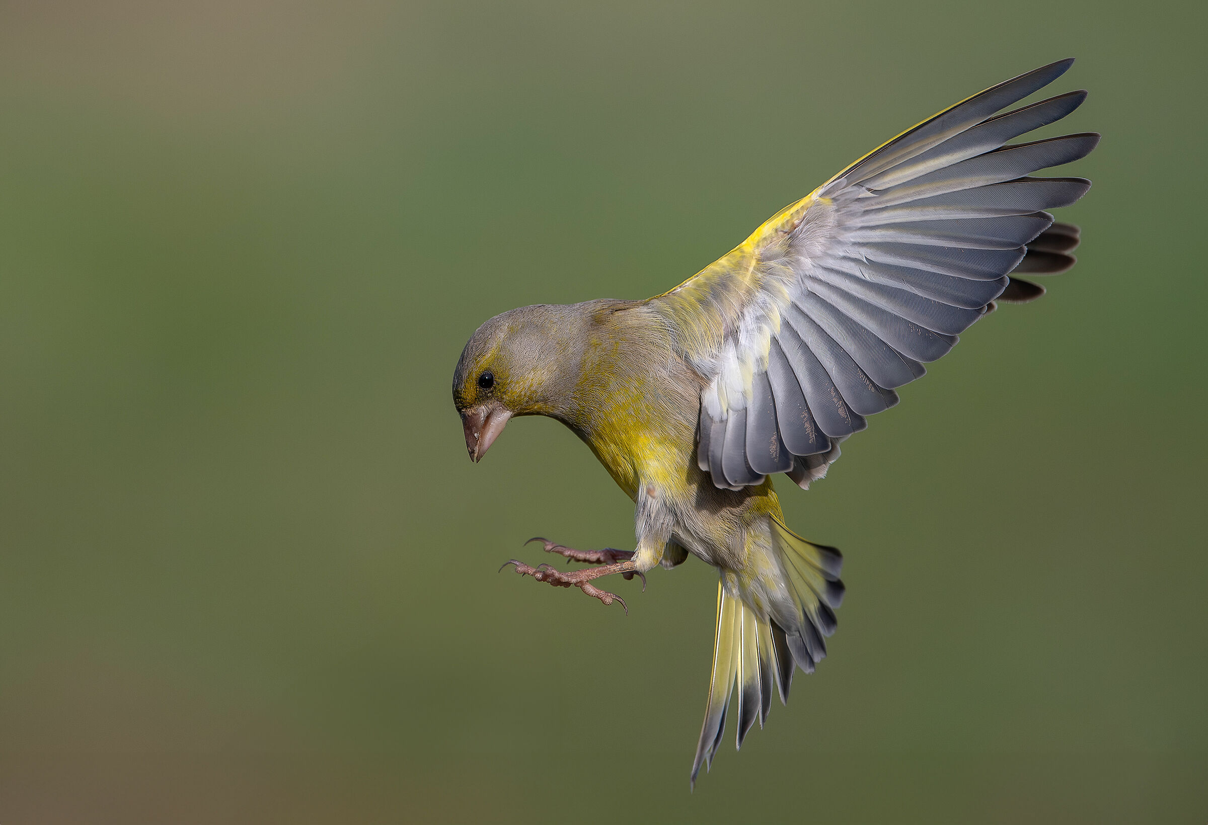 Verdone in volo - Lombardia Febb. 2024