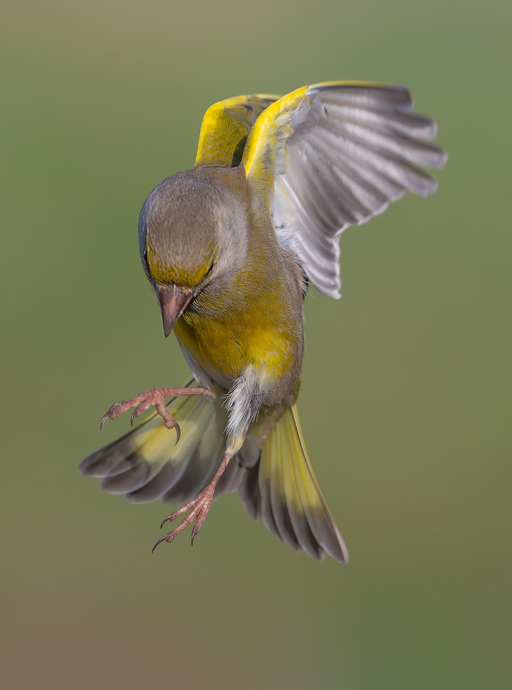 Verdone in volo - Lombardia Febb. 2024