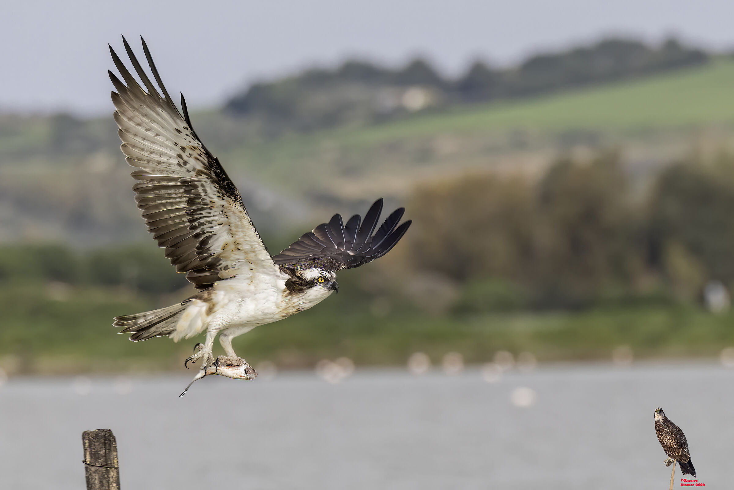 Osprey (Sardinia) 2024