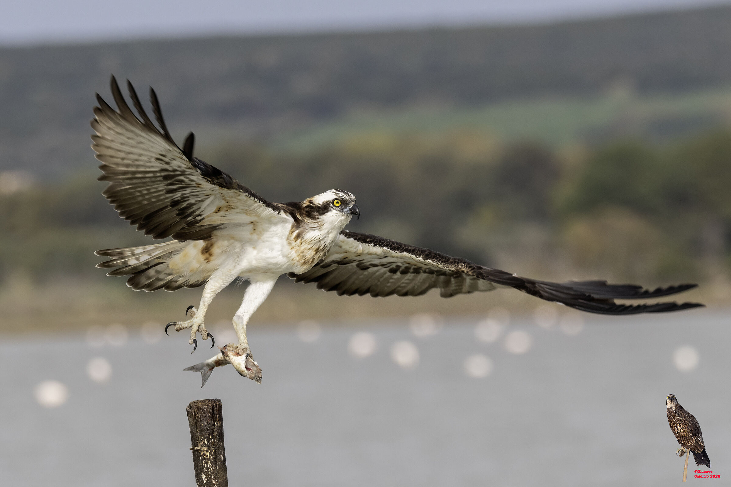 Osprey (Sardinia) 2024