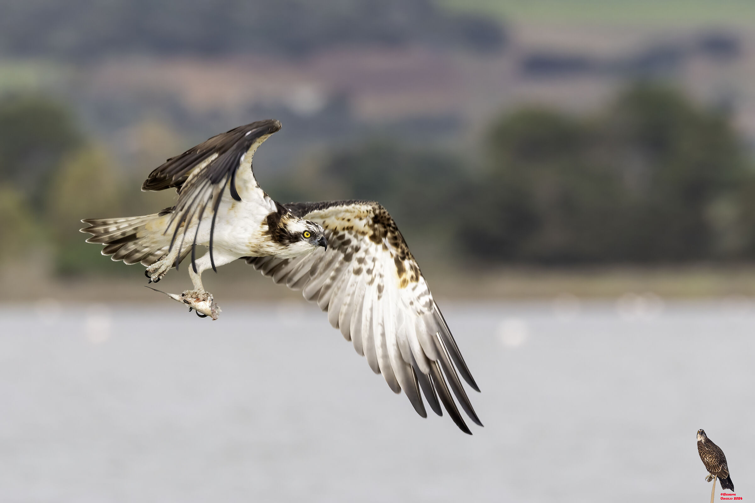 Osprey (Sardinia) 2024