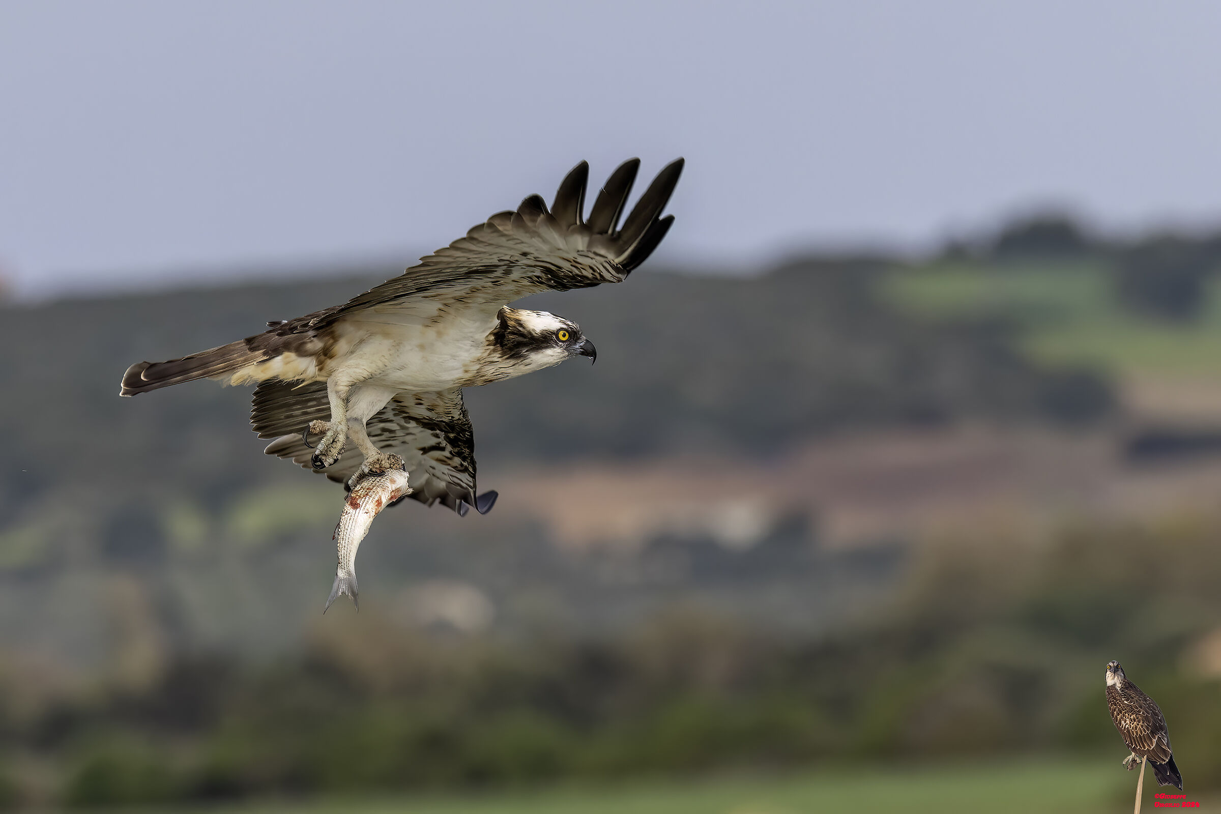Osprey (Sardinia) 2024