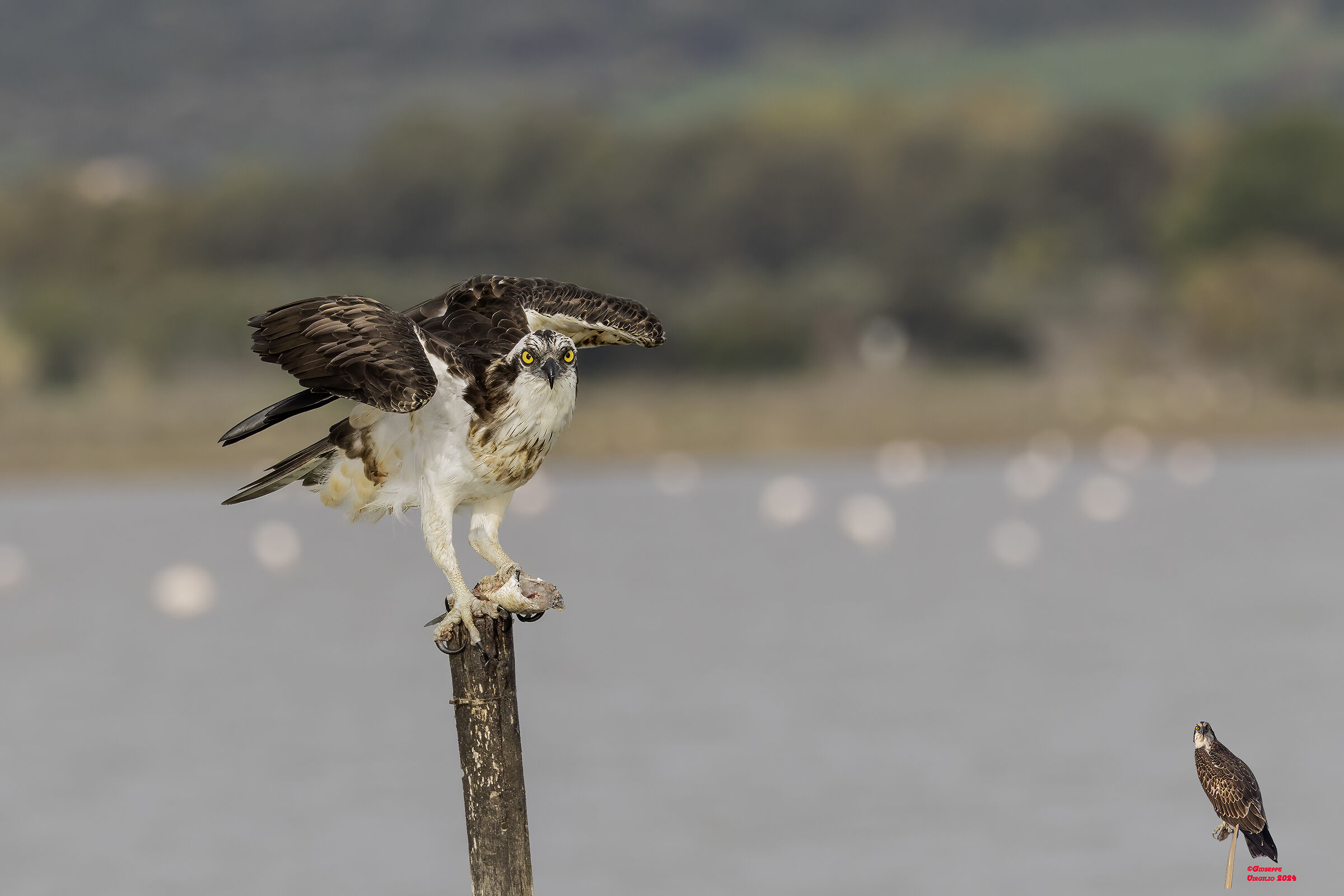 Falco Pescatore (Sardegna ) 2024