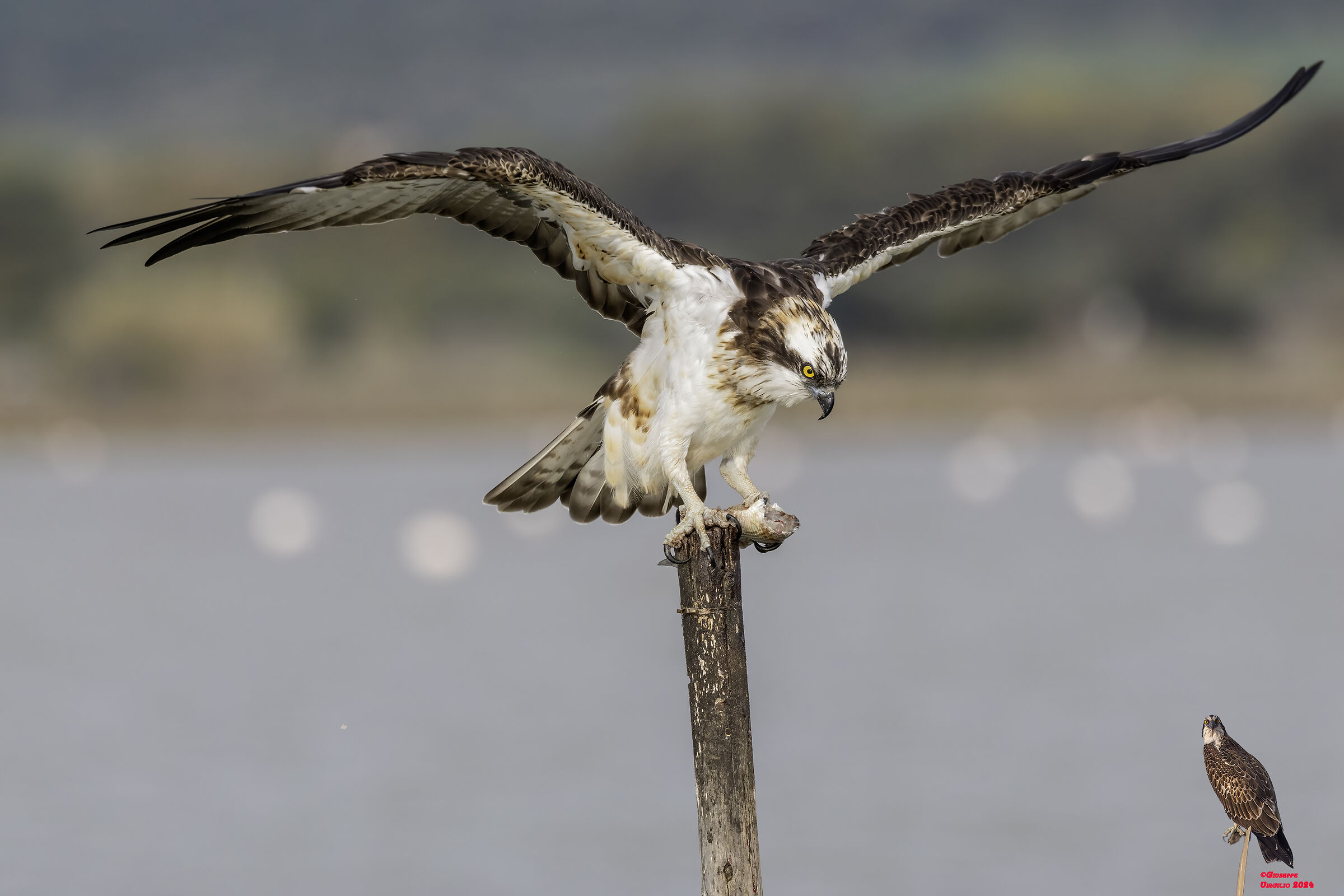 Falco Pescatore (Sardegna ) 2024