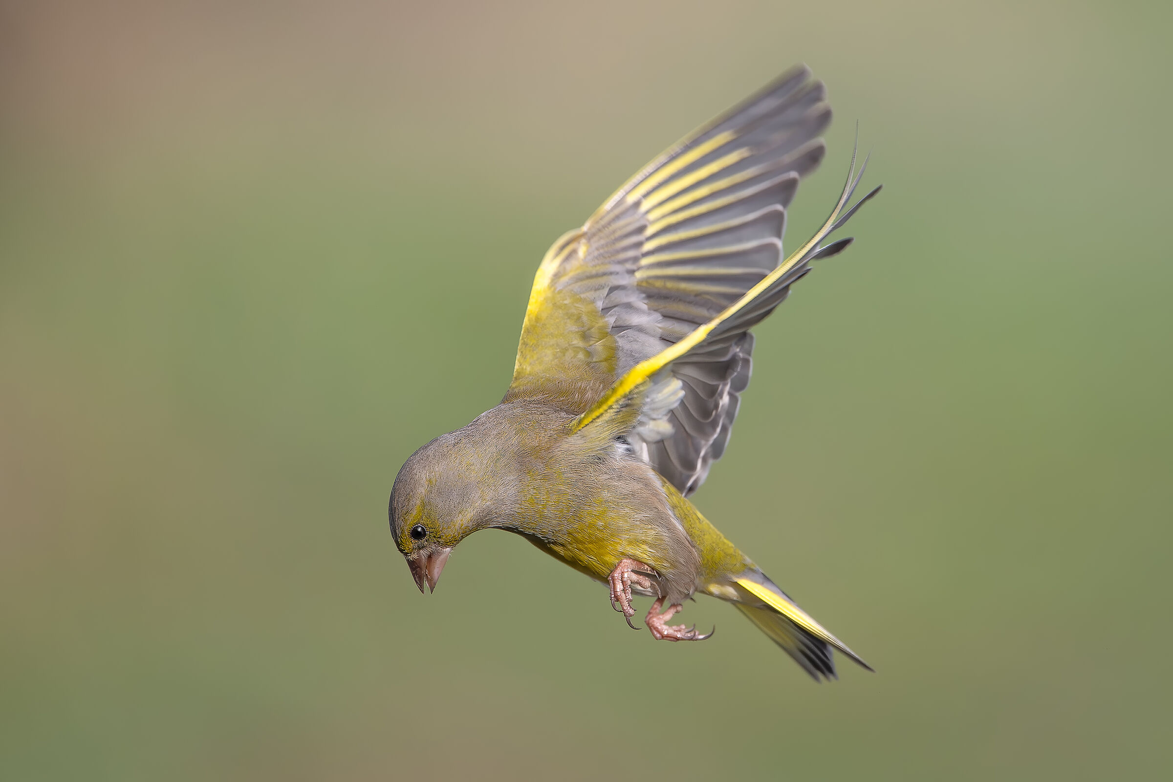 Greenfinch #capannocora