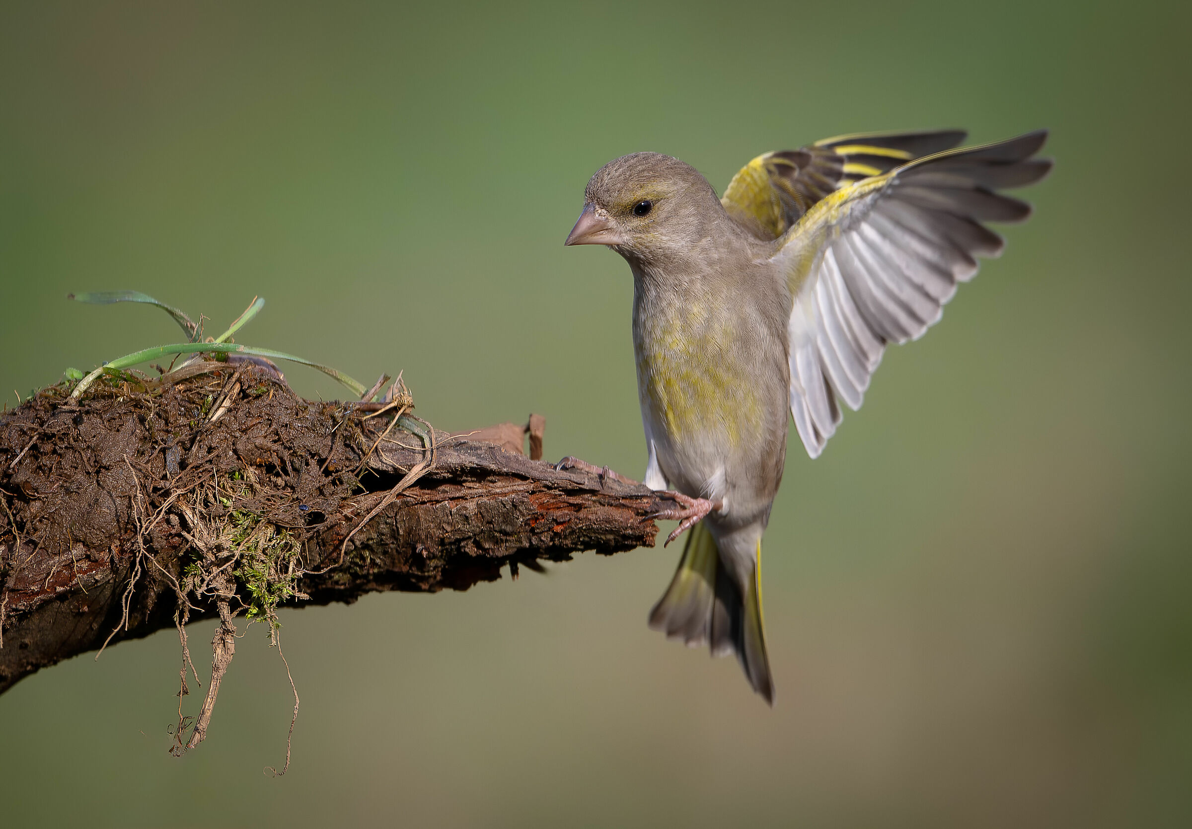 Greenfinch #capannocora