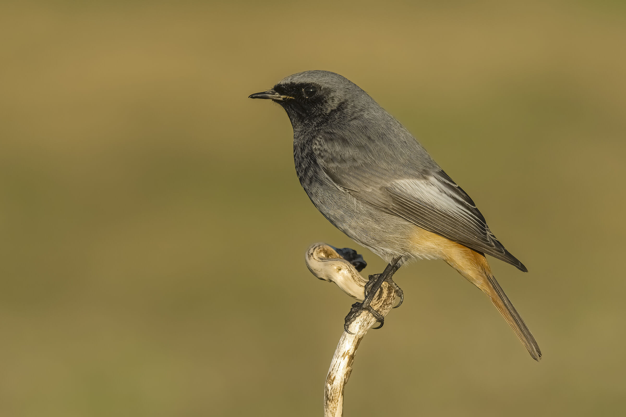 Codirosso spazzacamino