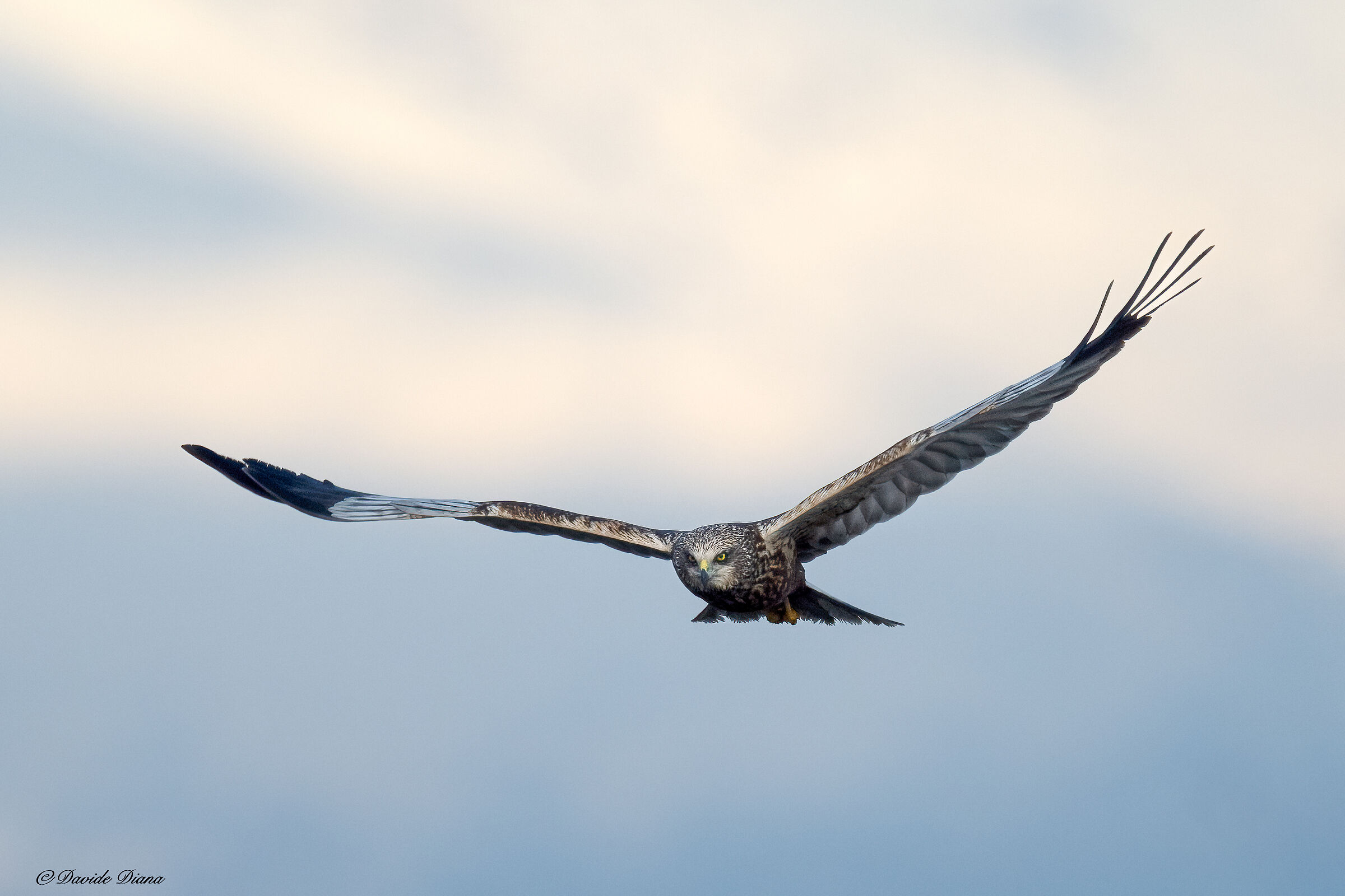 Marsh Harrier