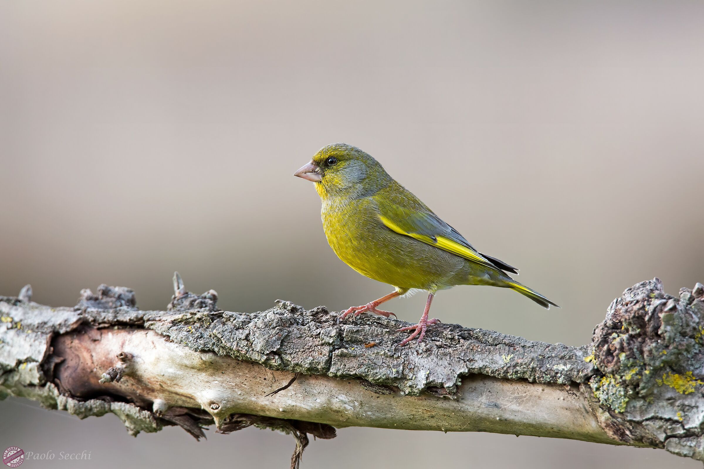 Carduelis chloris (Greenfinch