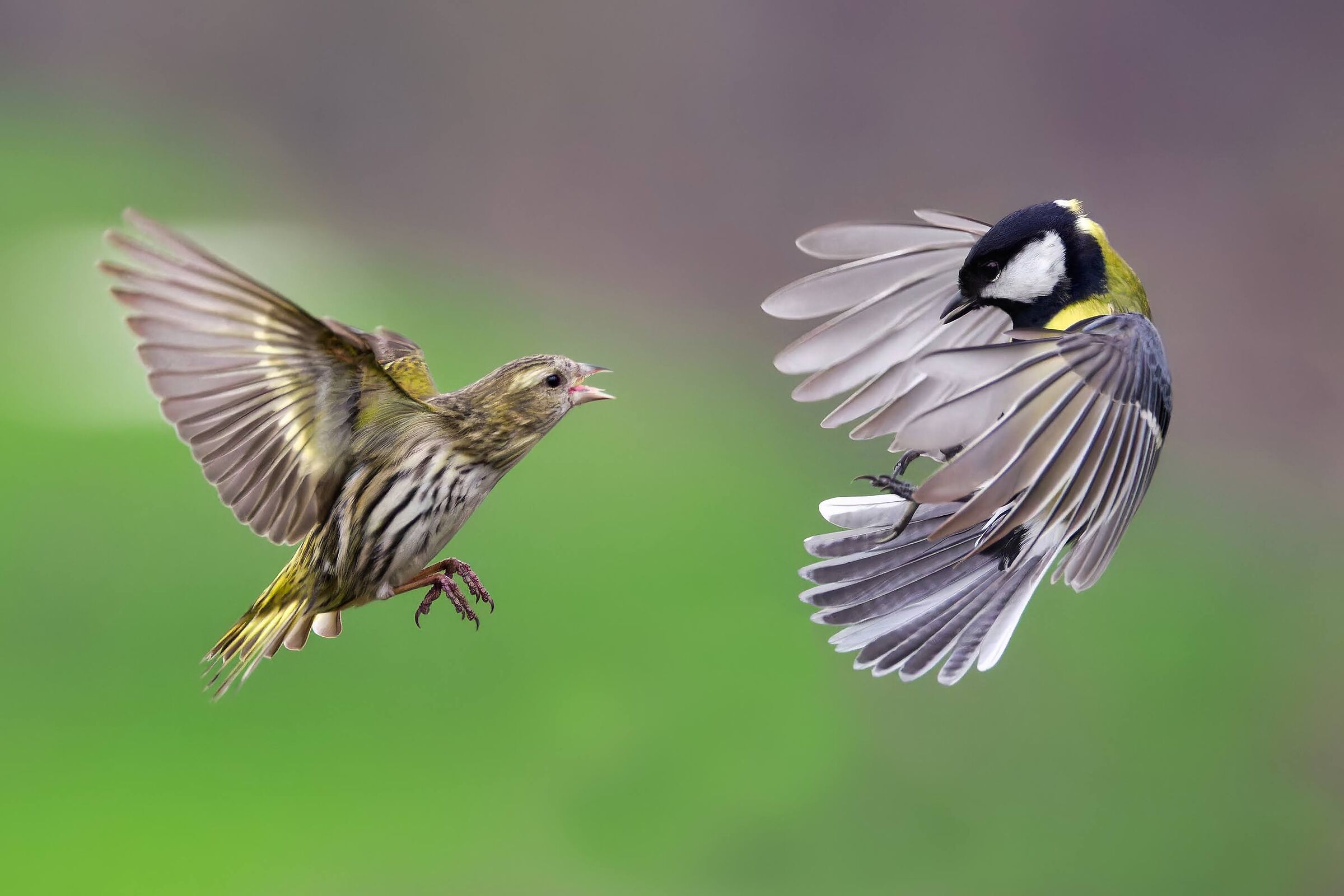 Lucherino vs Cinciallegra