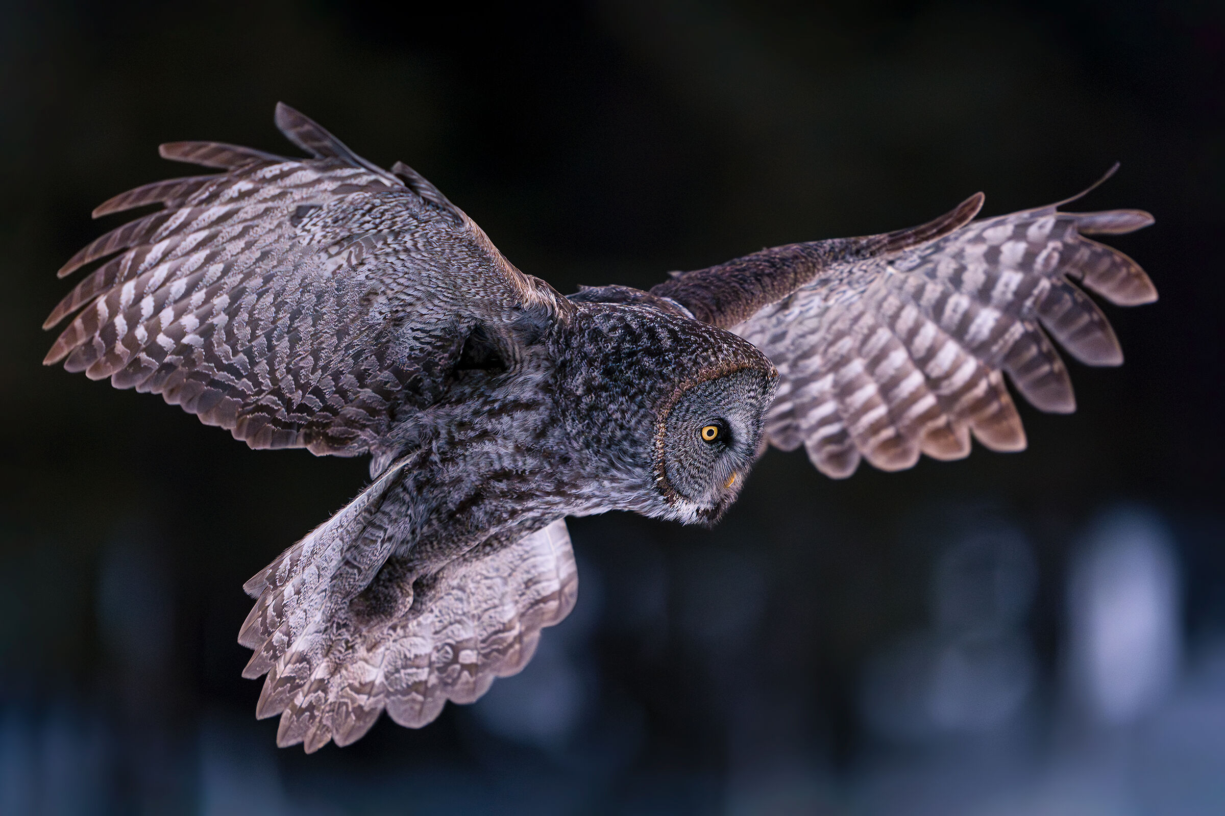 Allocco di Lapponia in "laterale"