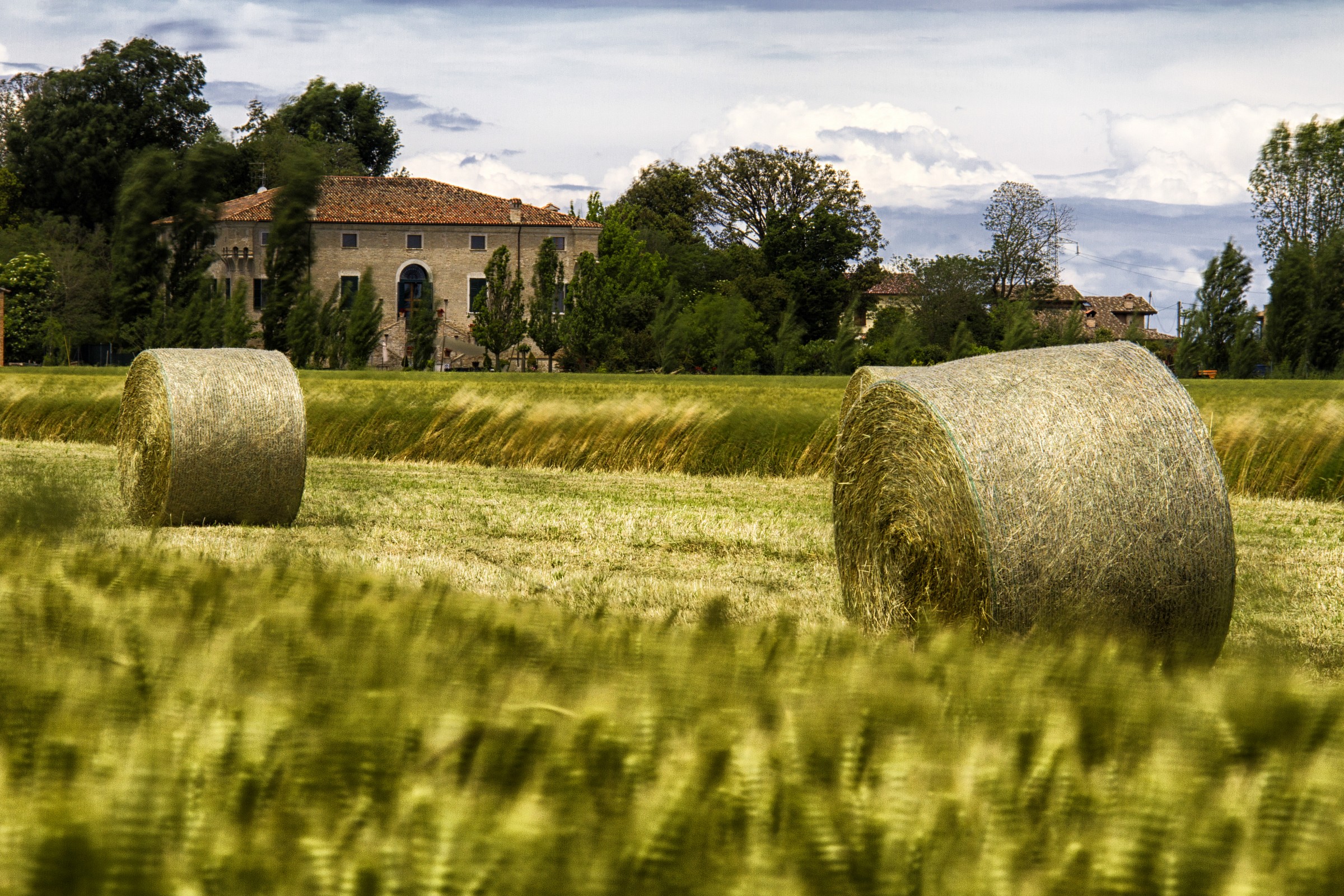 vento tra le spighe di grano