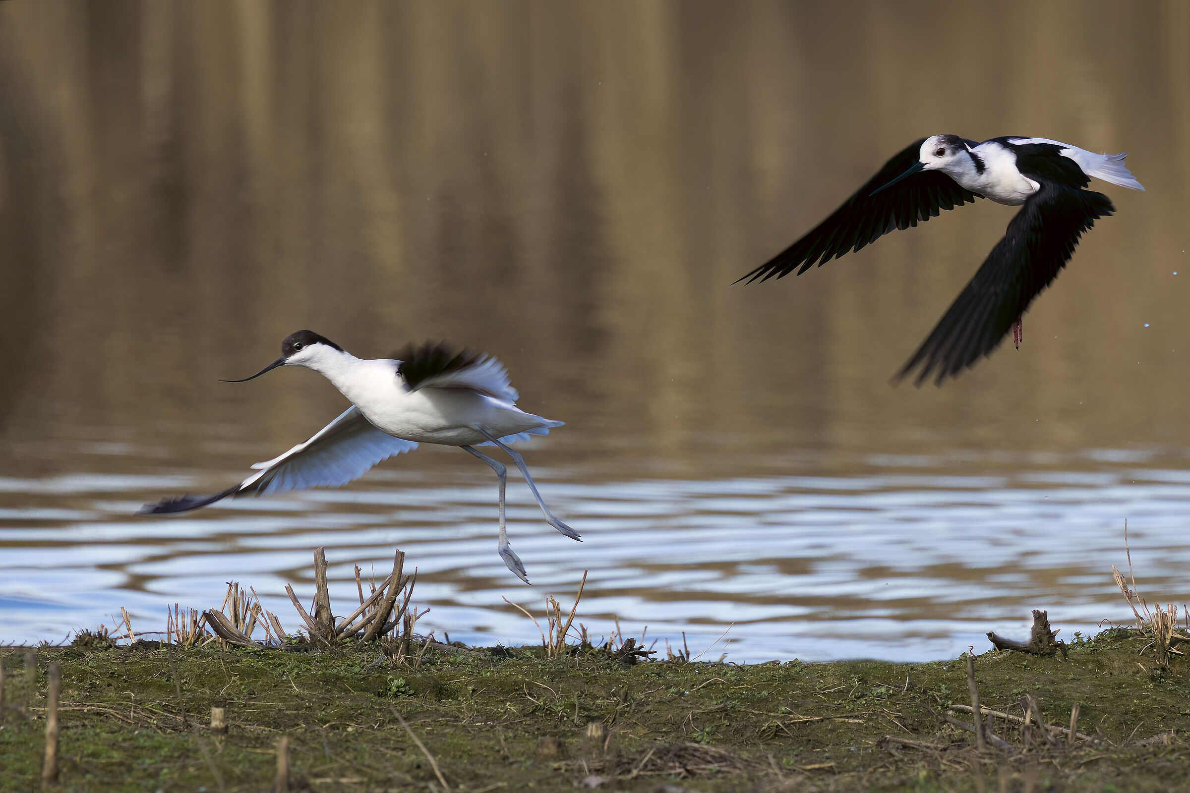 Avocetta e Cavaliere