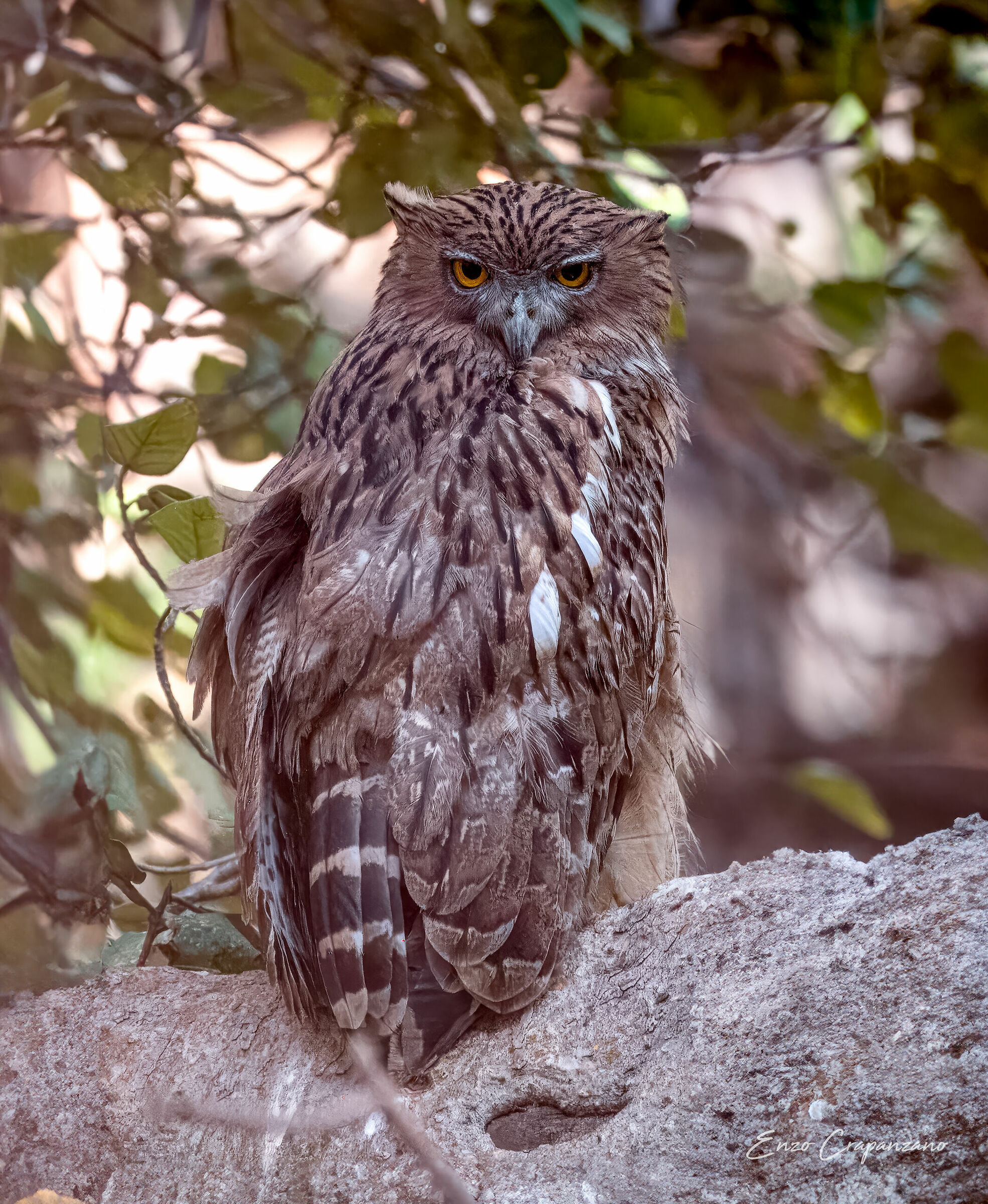 Brown Fishing Owl