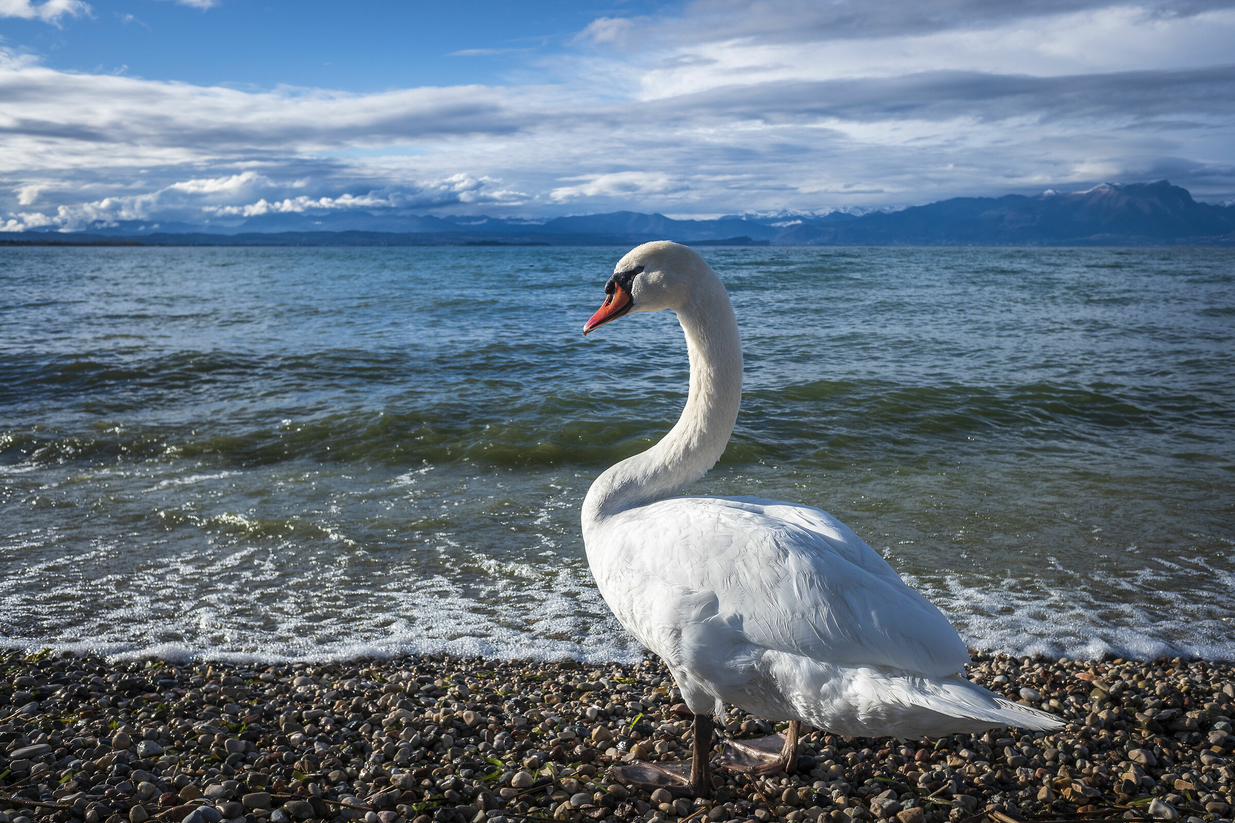 Sunbathing after the storm