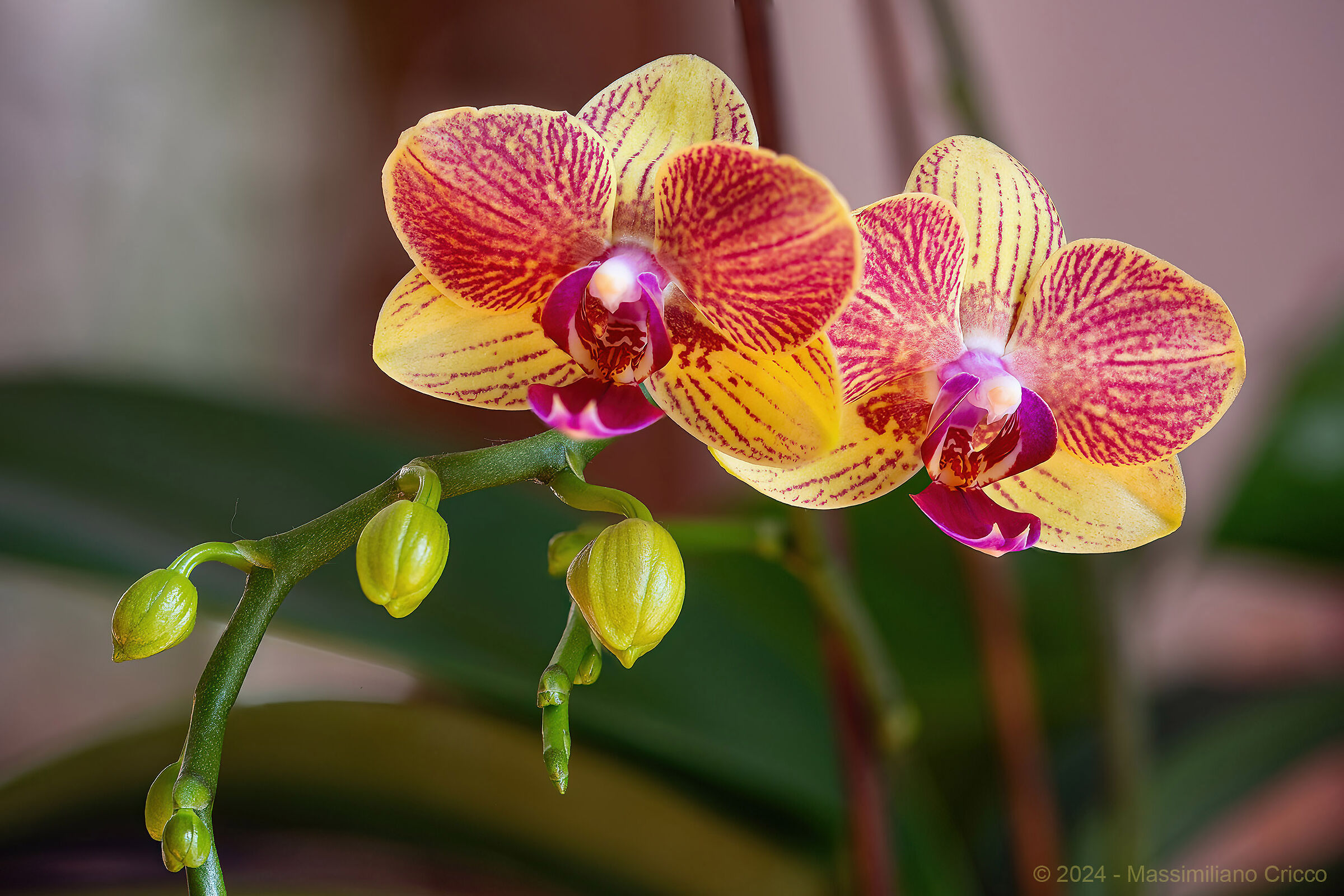Orchidee