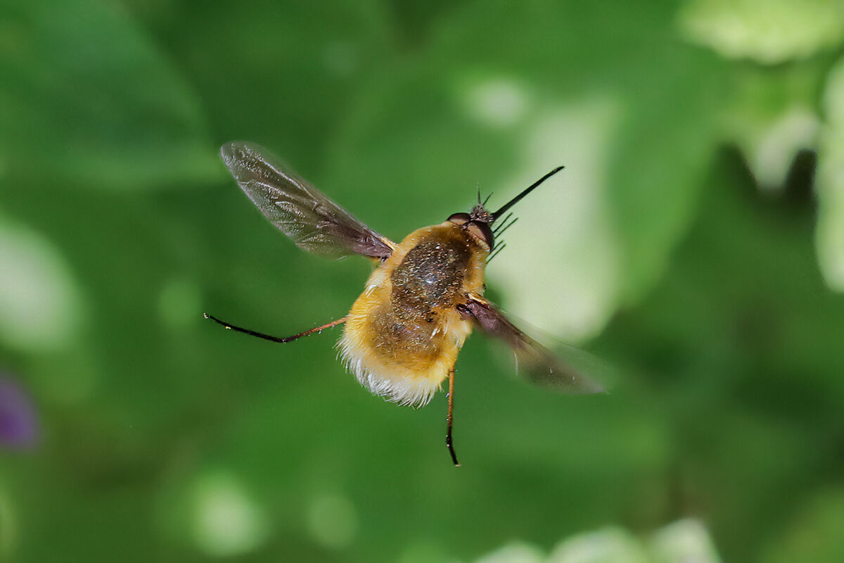 Bombylius sp. z o.o.