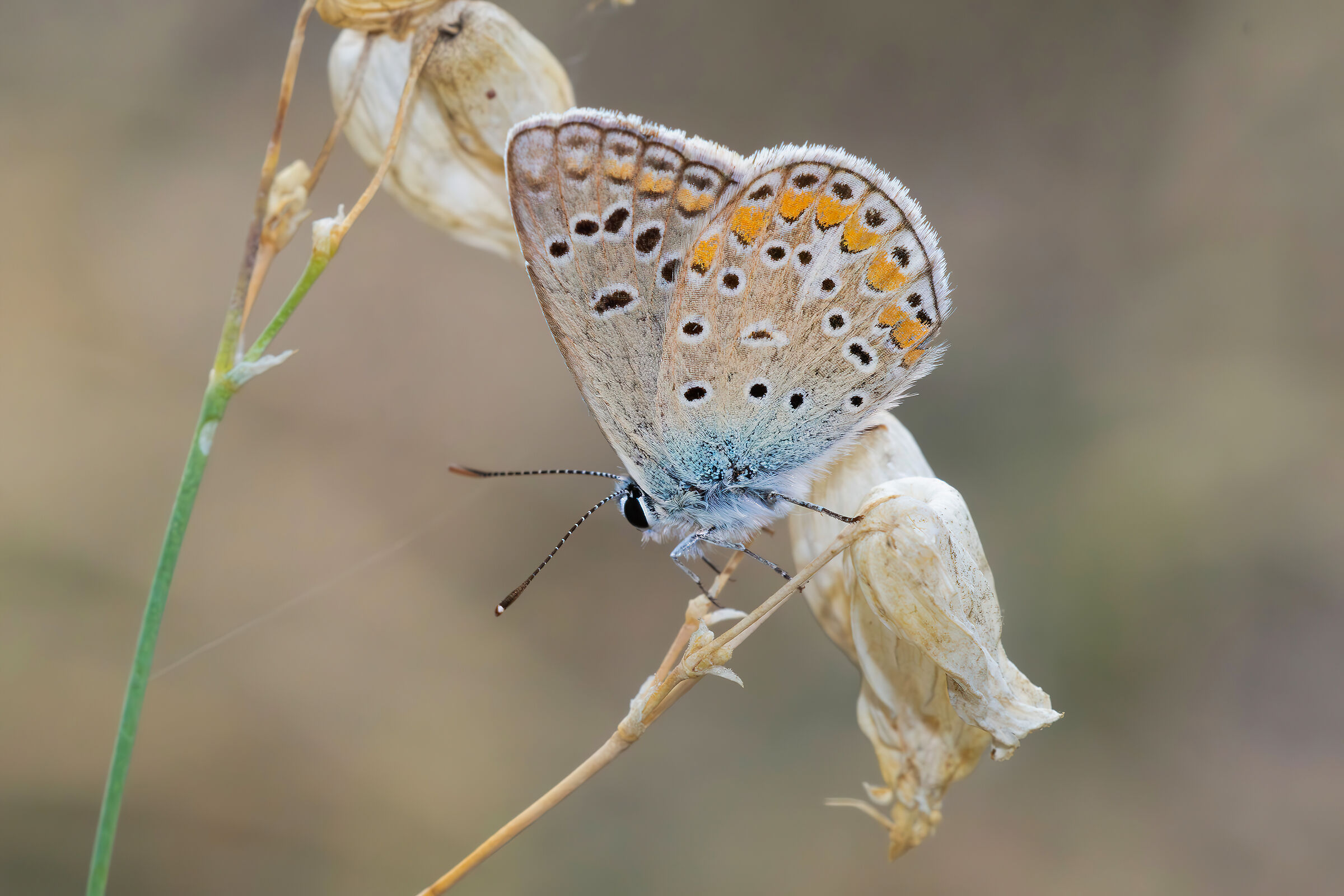Polyommatus icarus