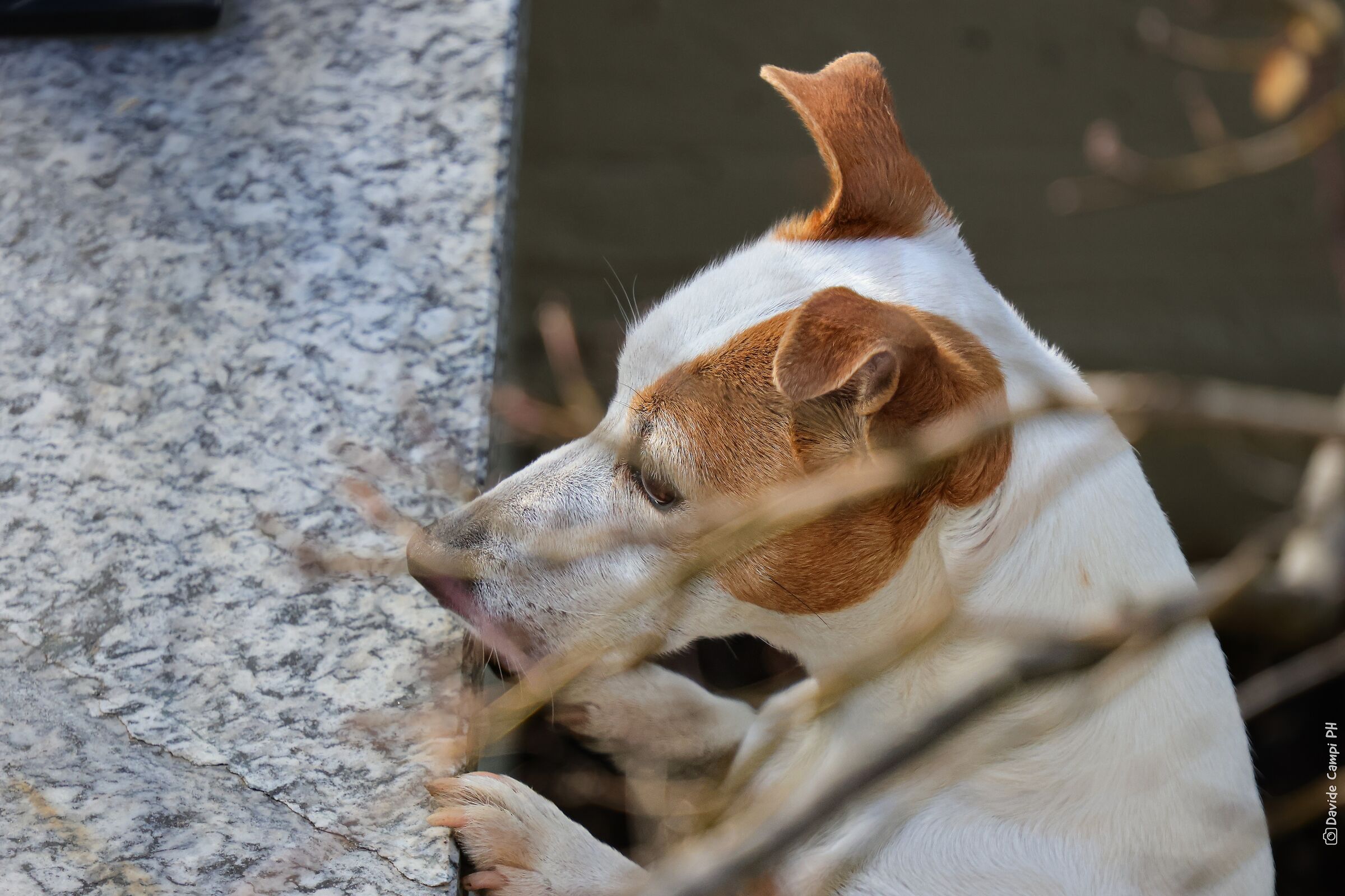 Altolà, who goes there