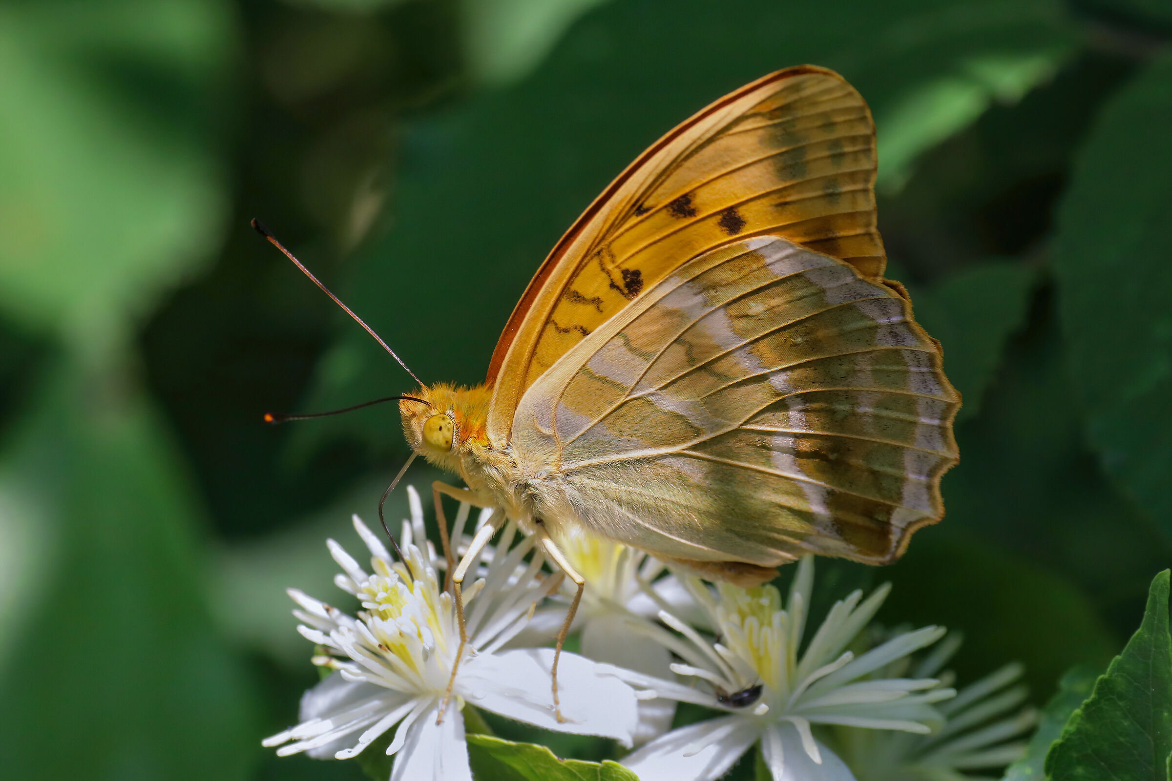 Argynnis paphia