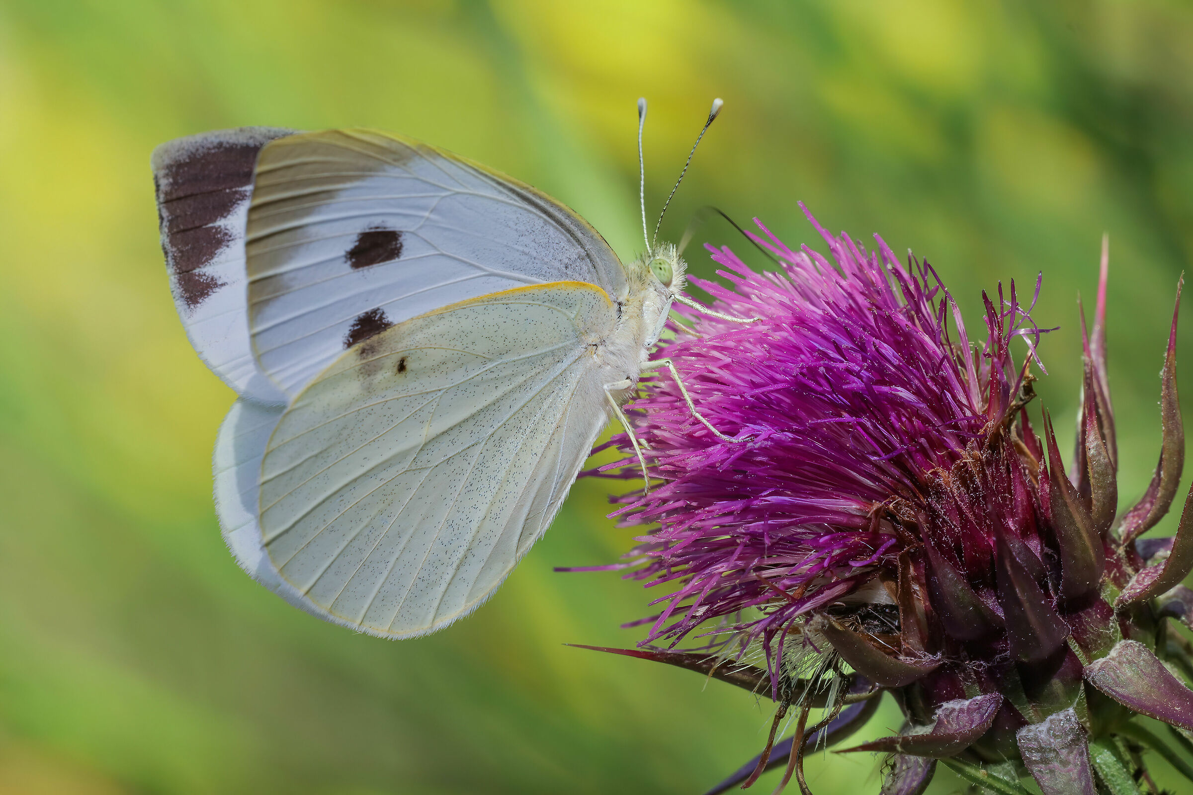 Pieris brassicae