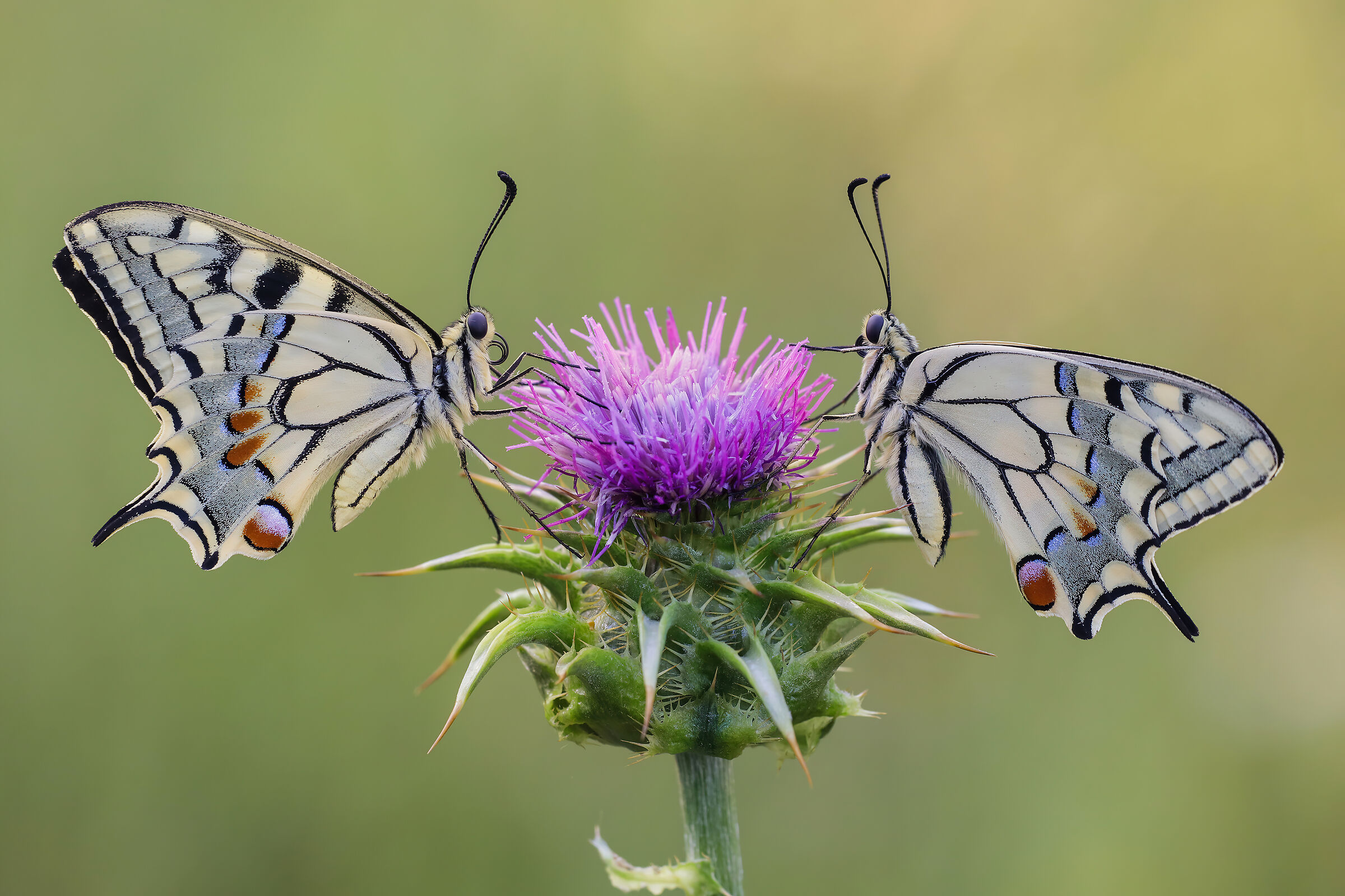 Papilio machaon