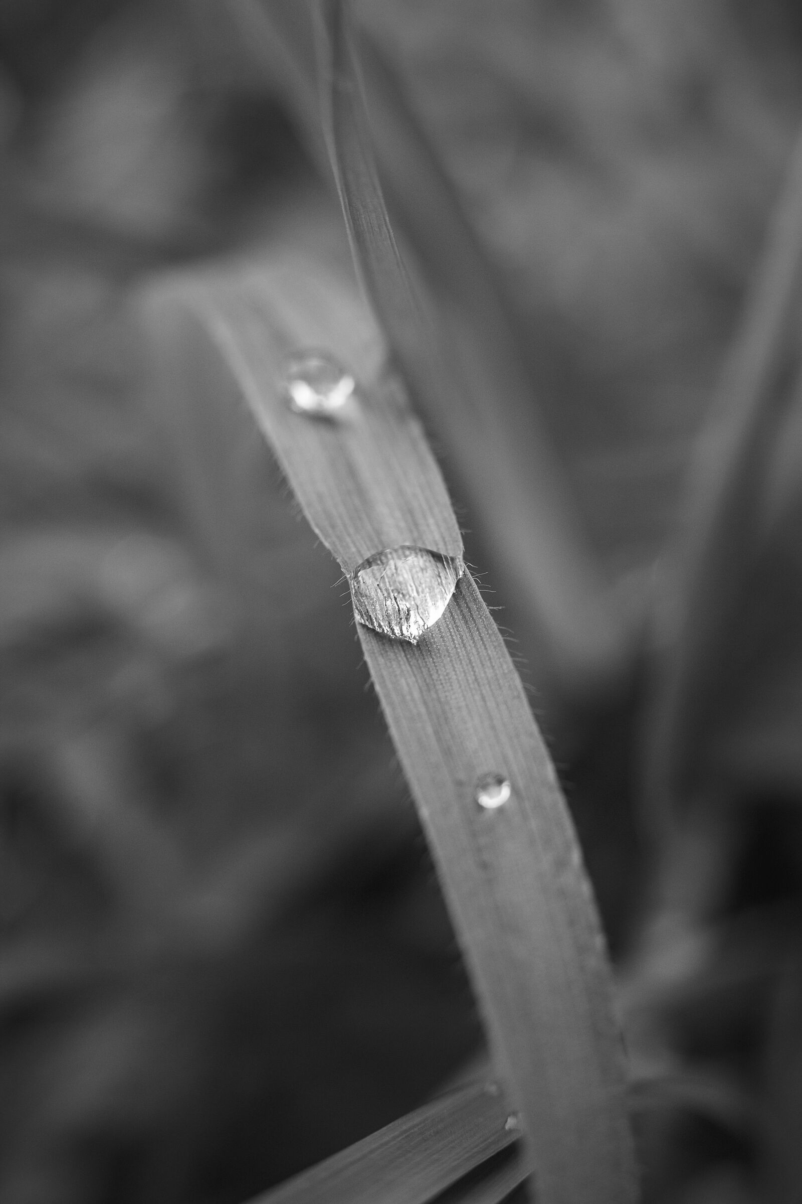 Drop of water on a blade of grass