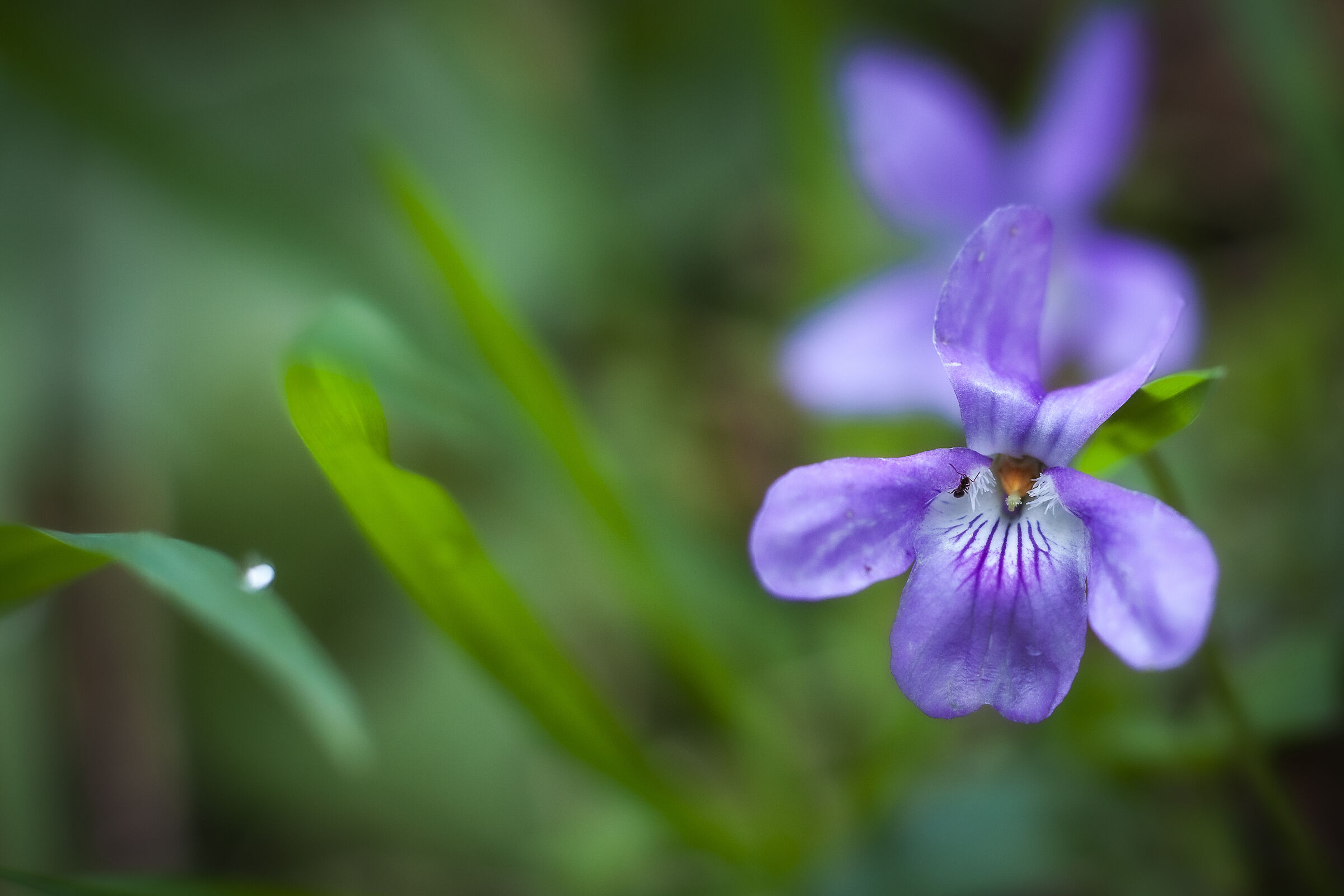 An ant inside a violet