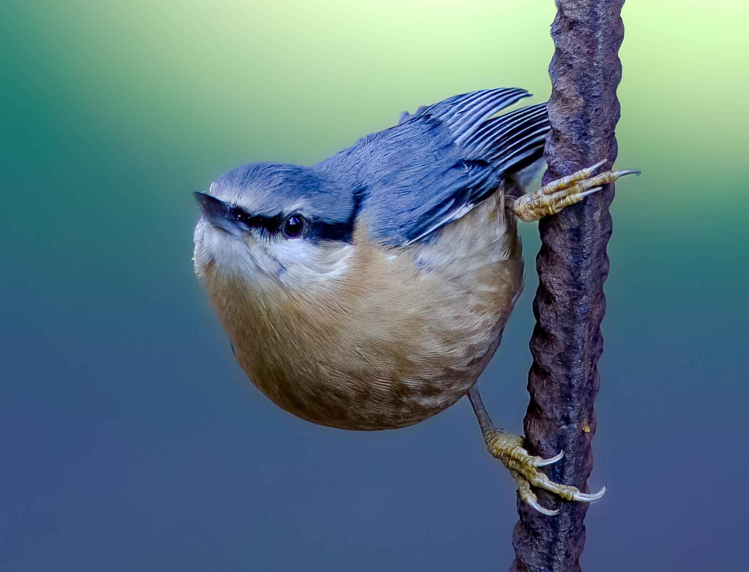 Wood nuthatch