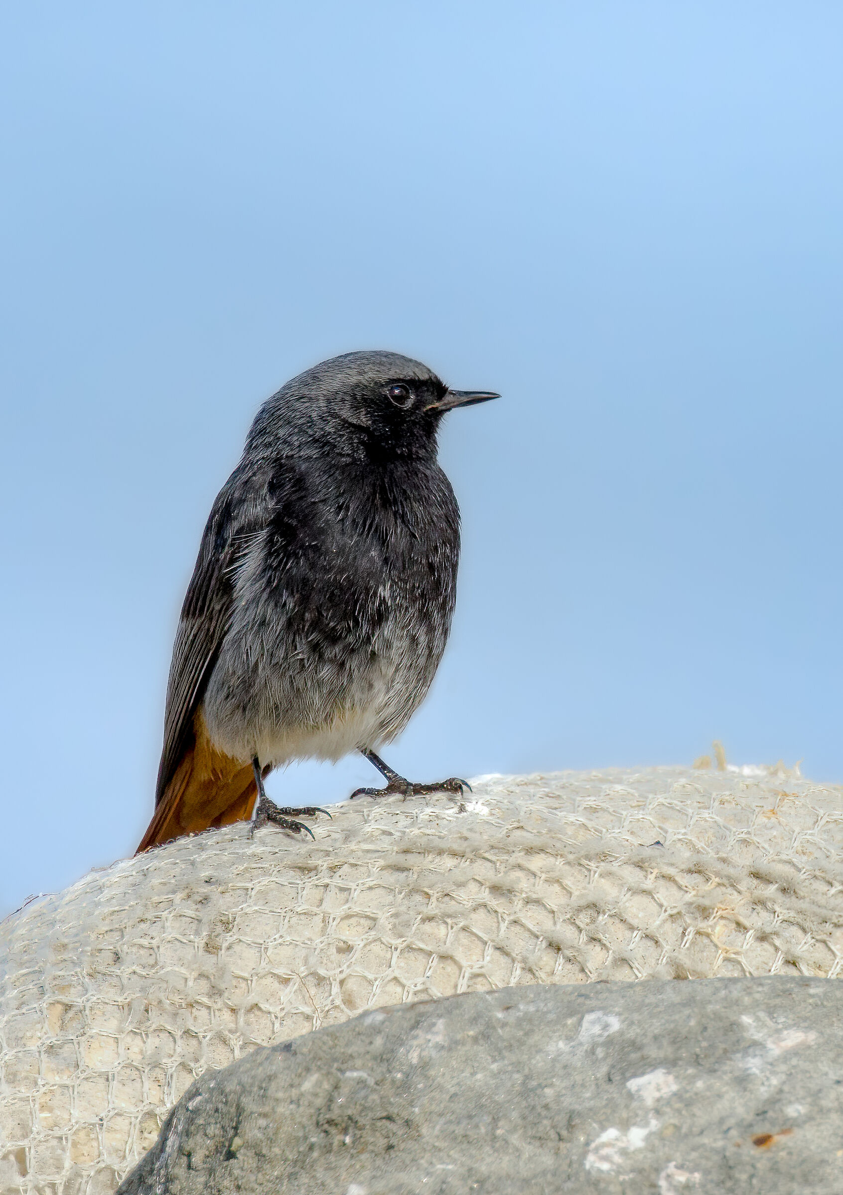 Corìdirosso Chimney Sweep