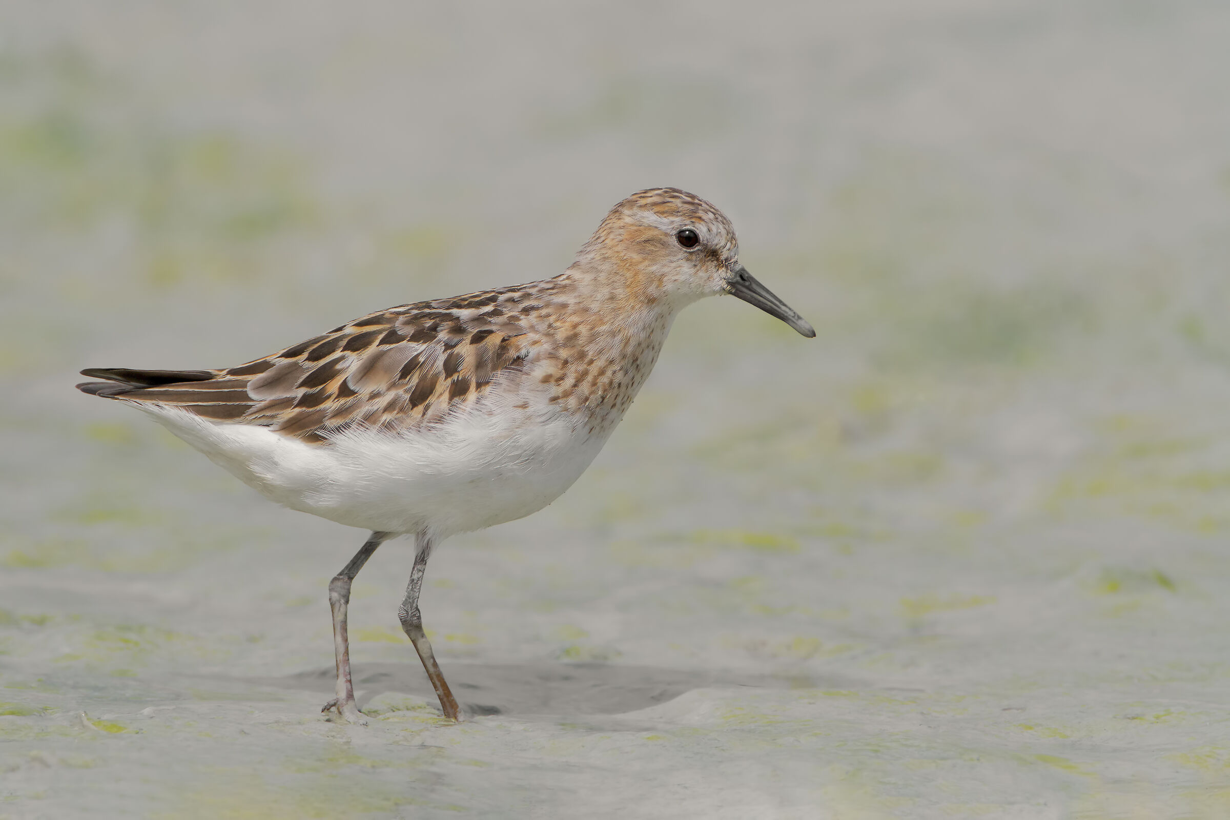 Gambecchio comune...nel limo 2