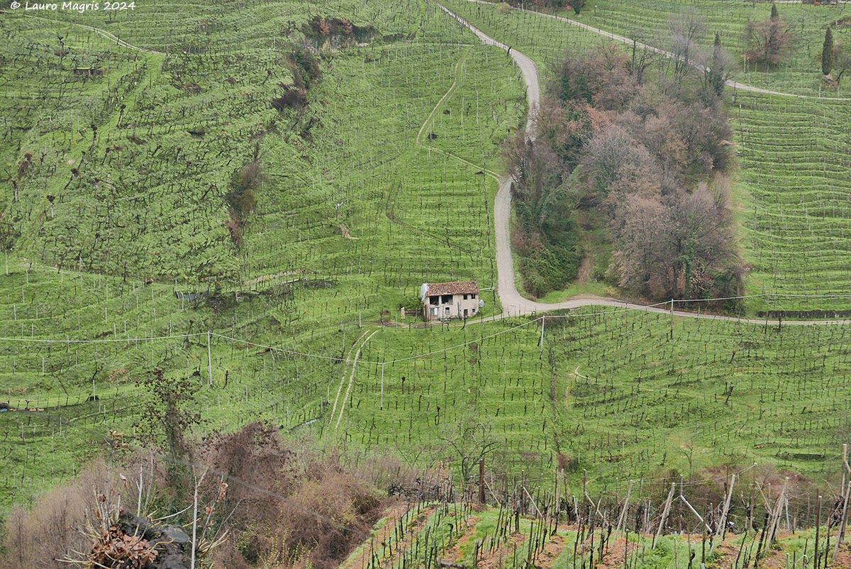 Perennial vineyards