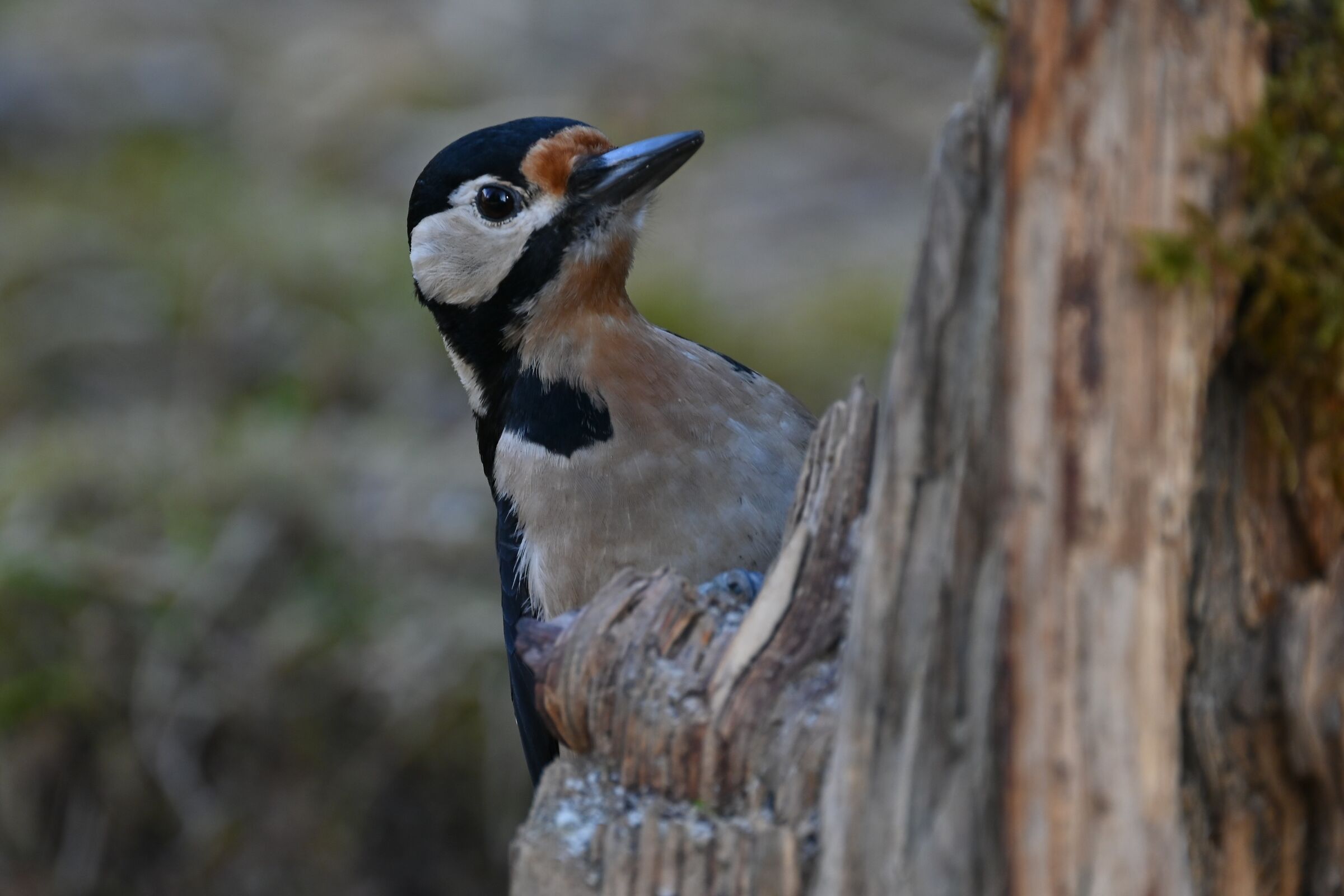 Picchio Rosso Maggiore
