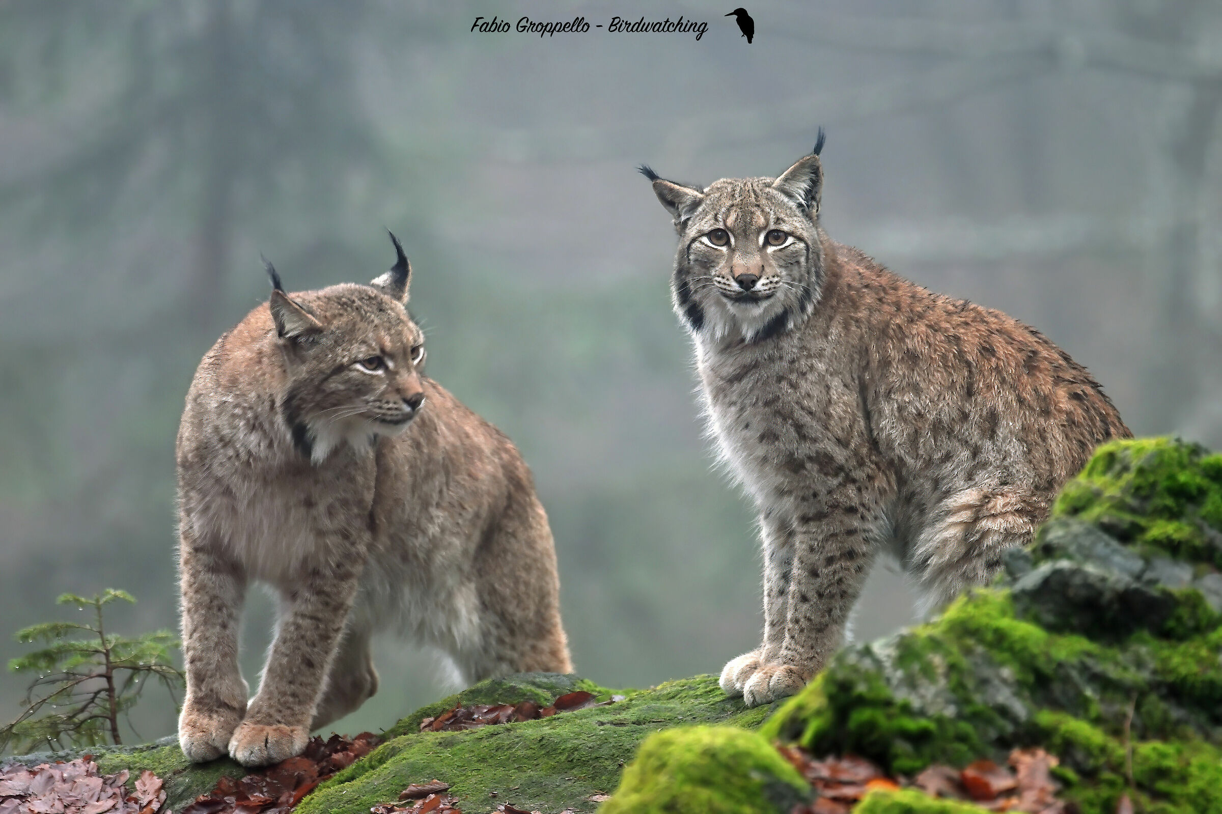 Lynx in the Nebia