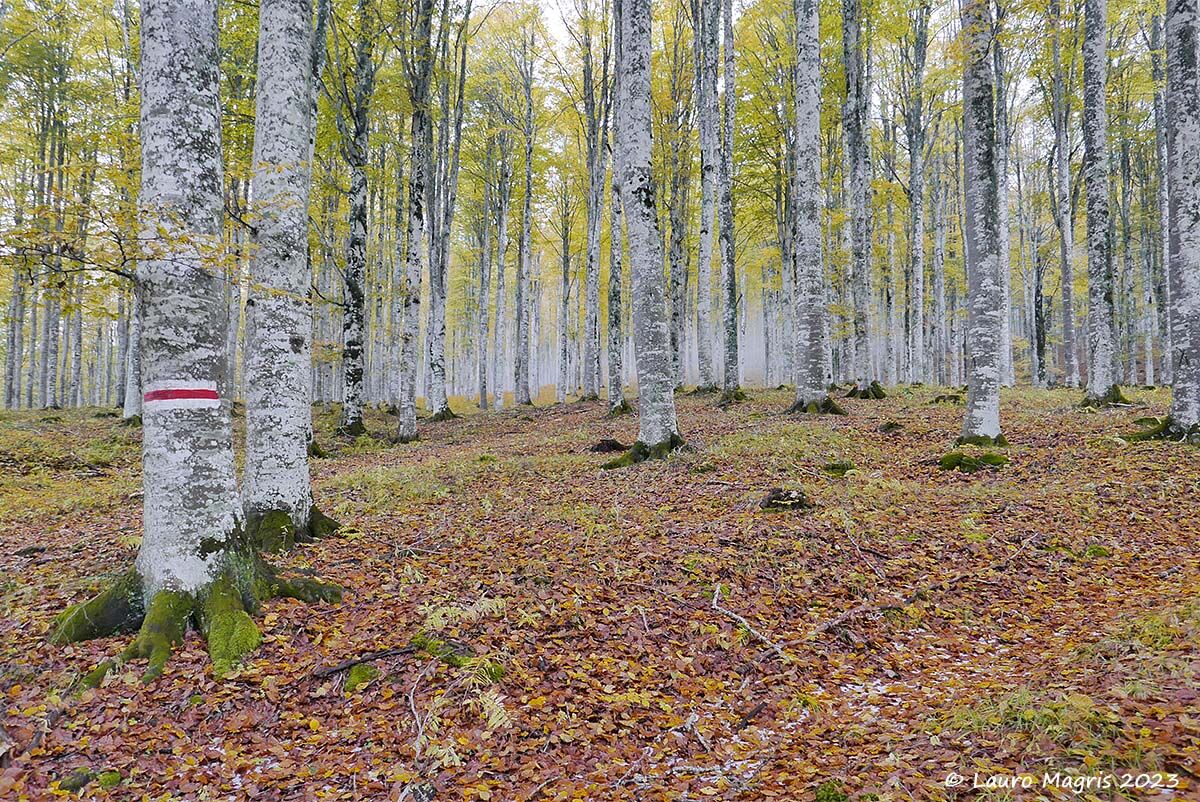 At the bottom ... The Haze