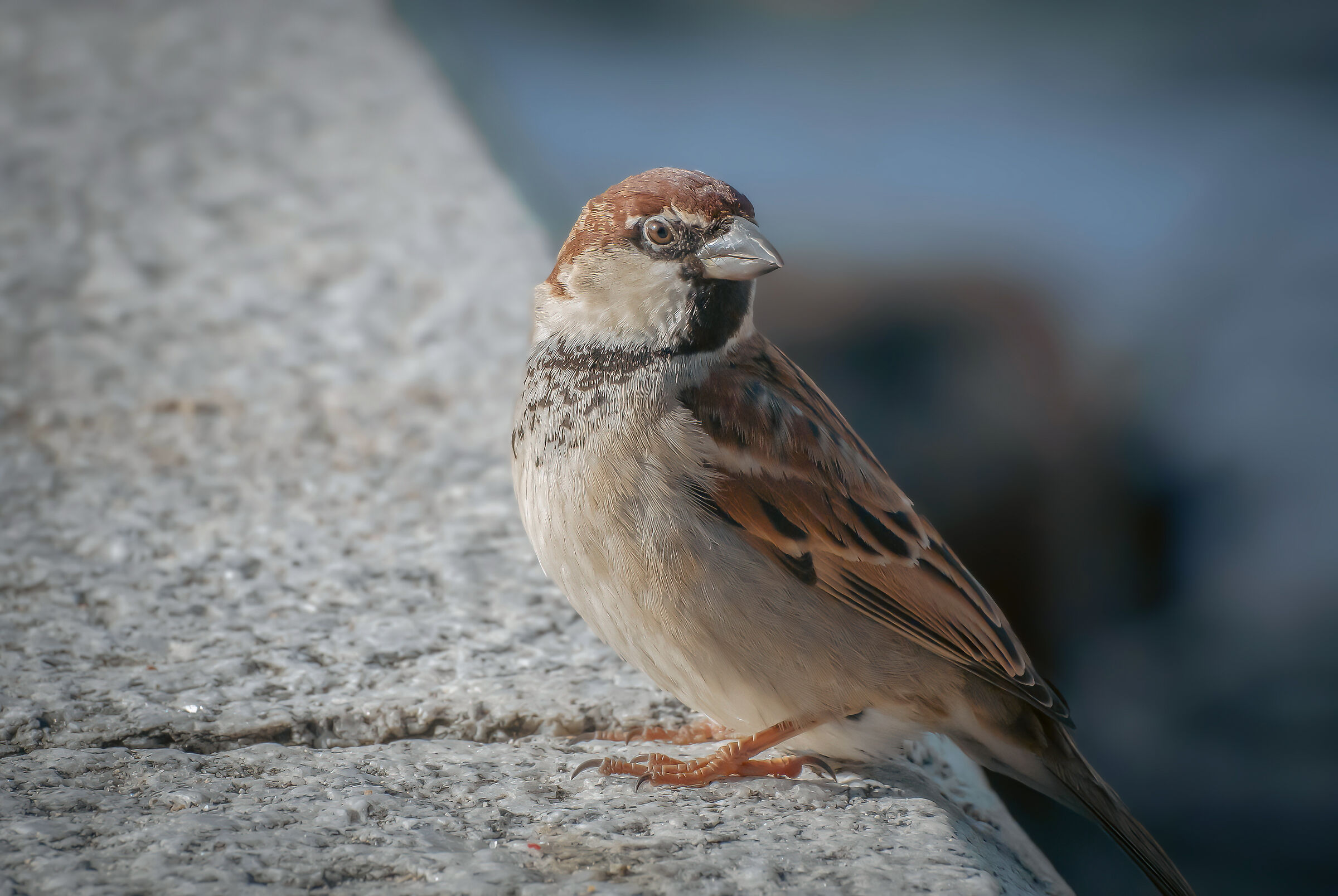 Intrigued Sparrow