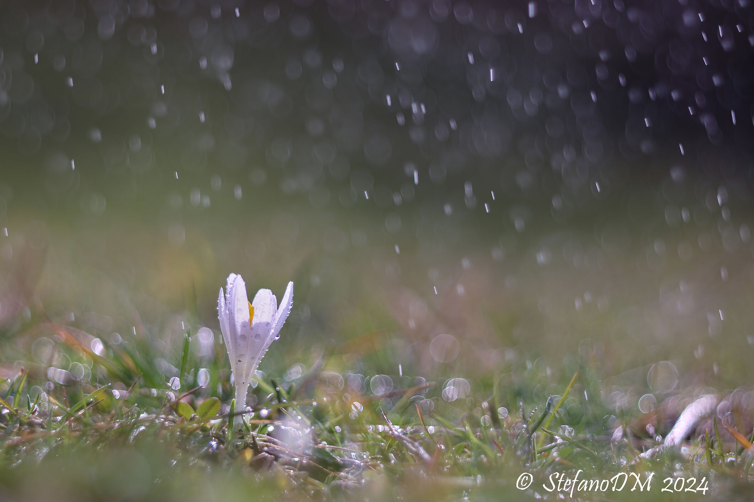 Crocus...