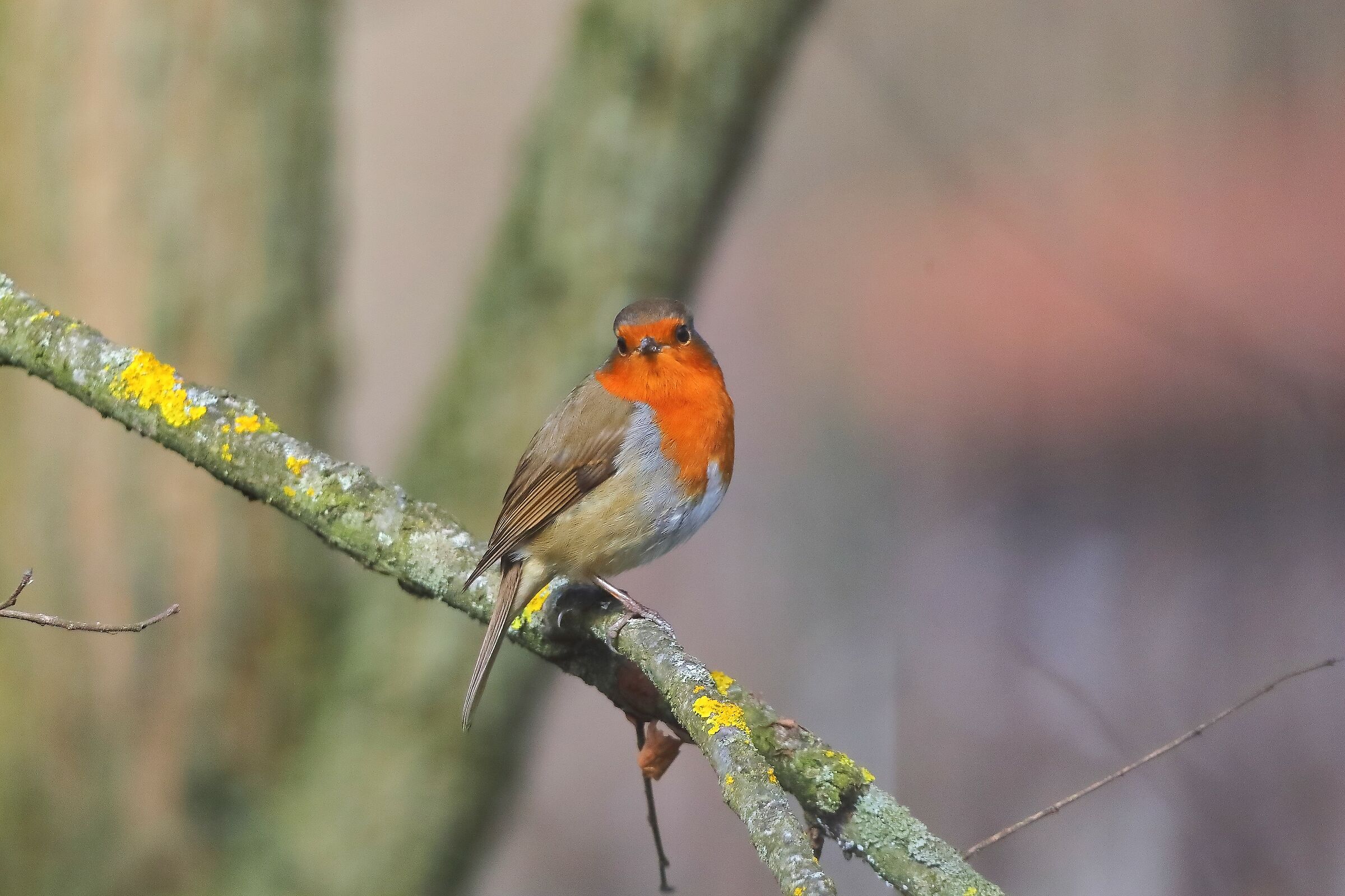 Robin 11 March 2024 - 0096