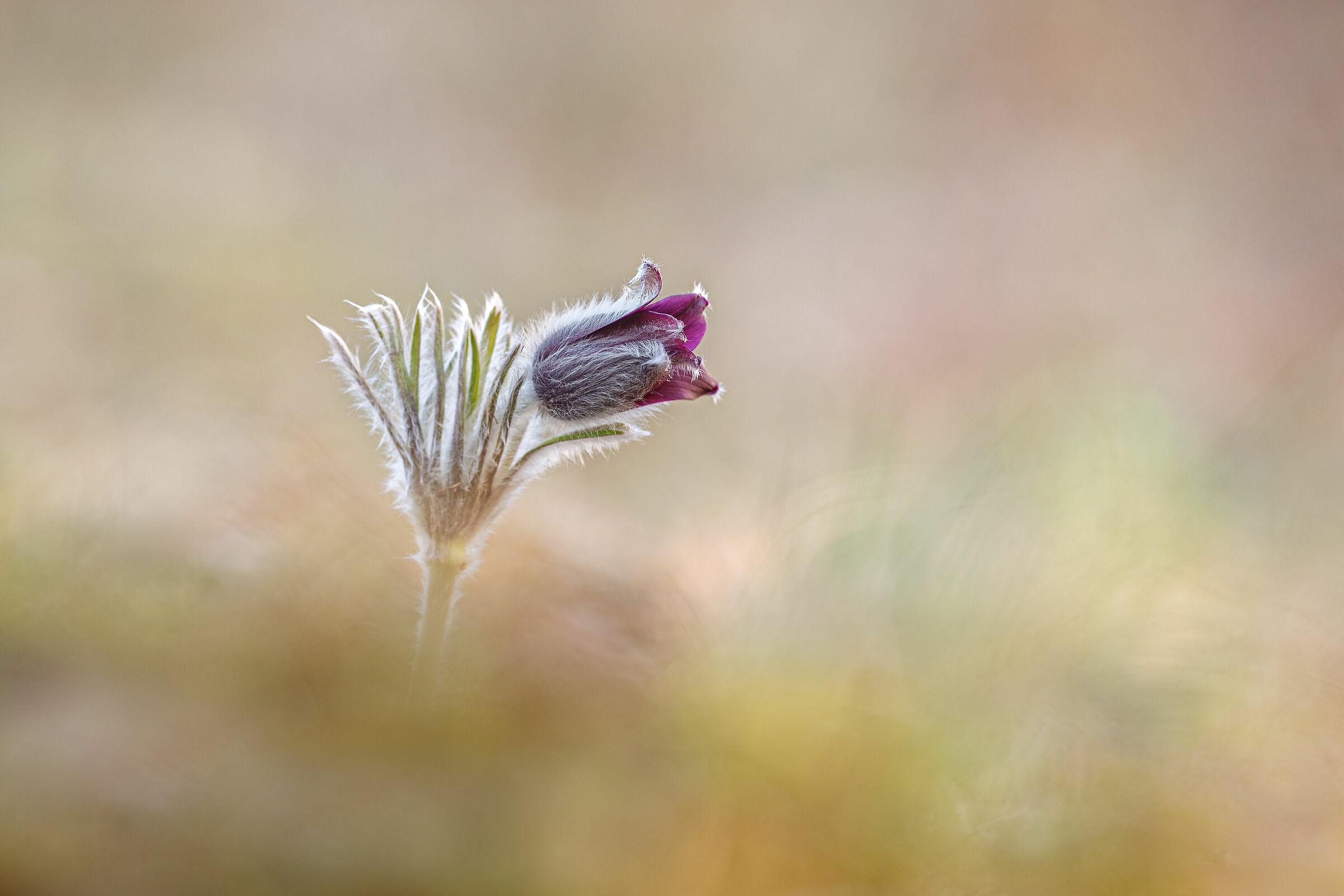 pulsatilla