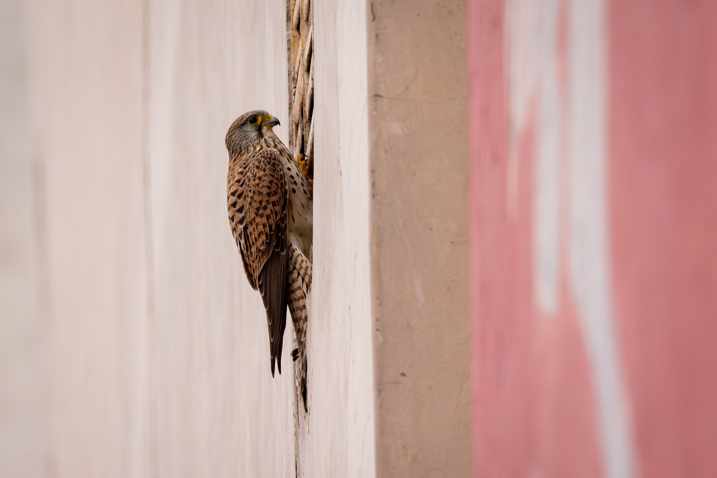 Il mio nuovo vicino, un gheppio