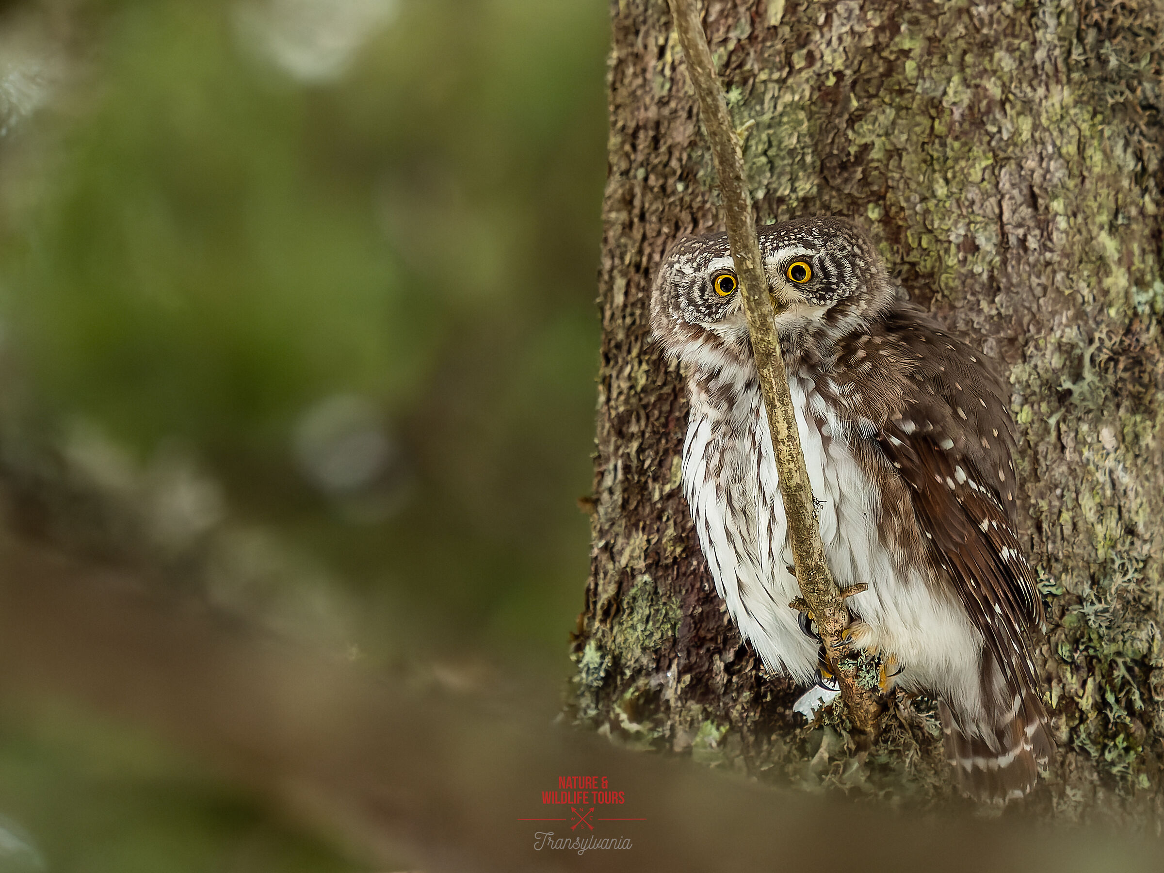 Il tentativo di nascondersi di Pigmeo