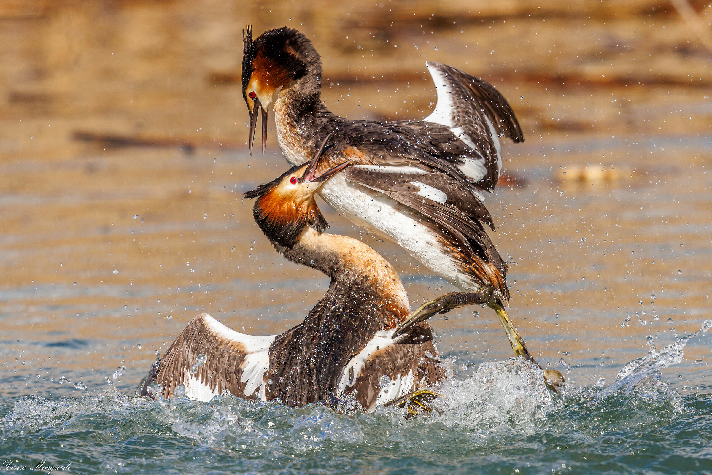 Podiceps cristatus - quarrel between males