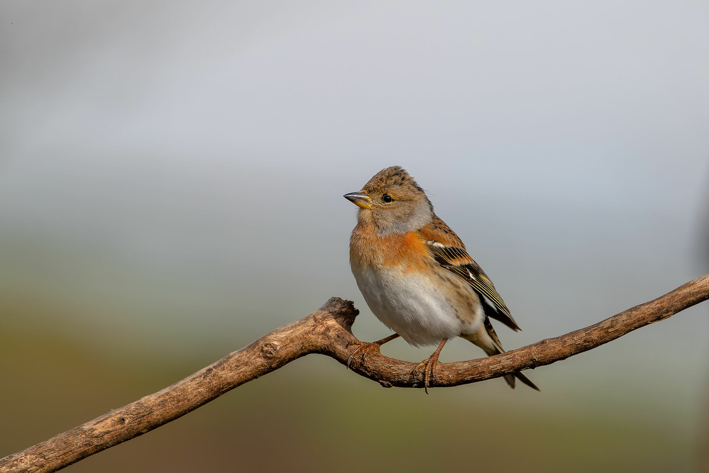 Peppola #capannocora