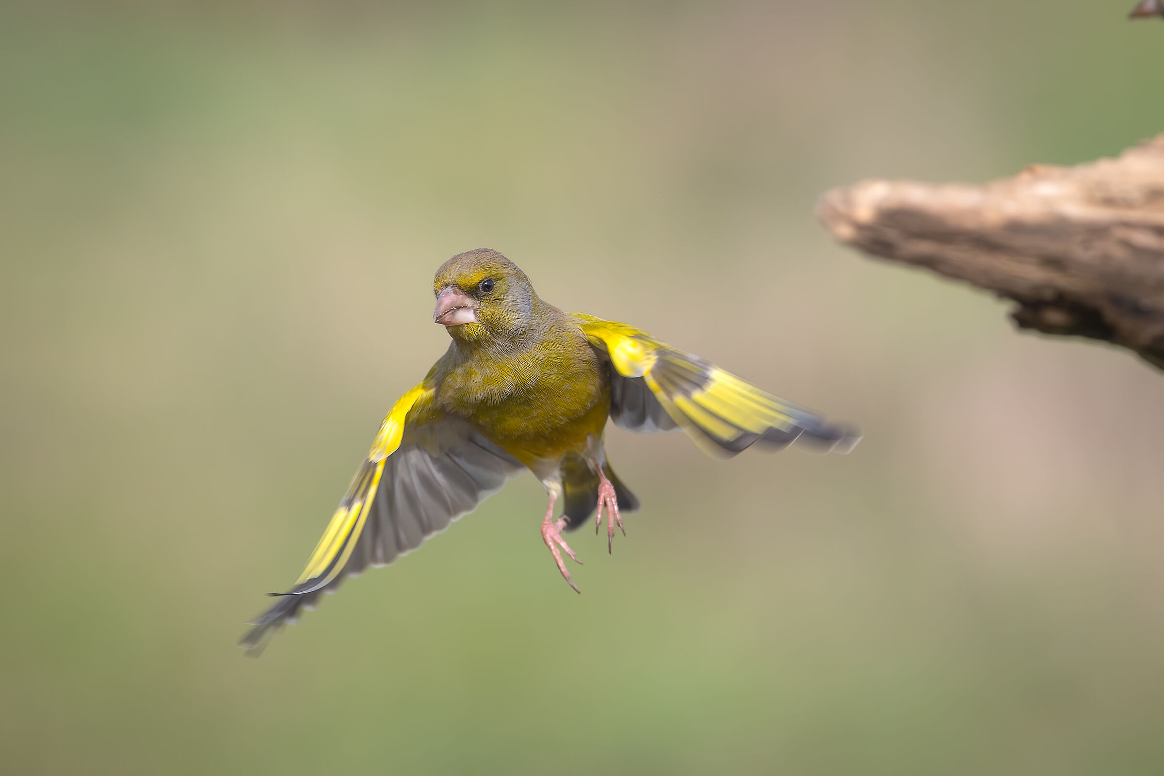 Greenfinch #capannocora