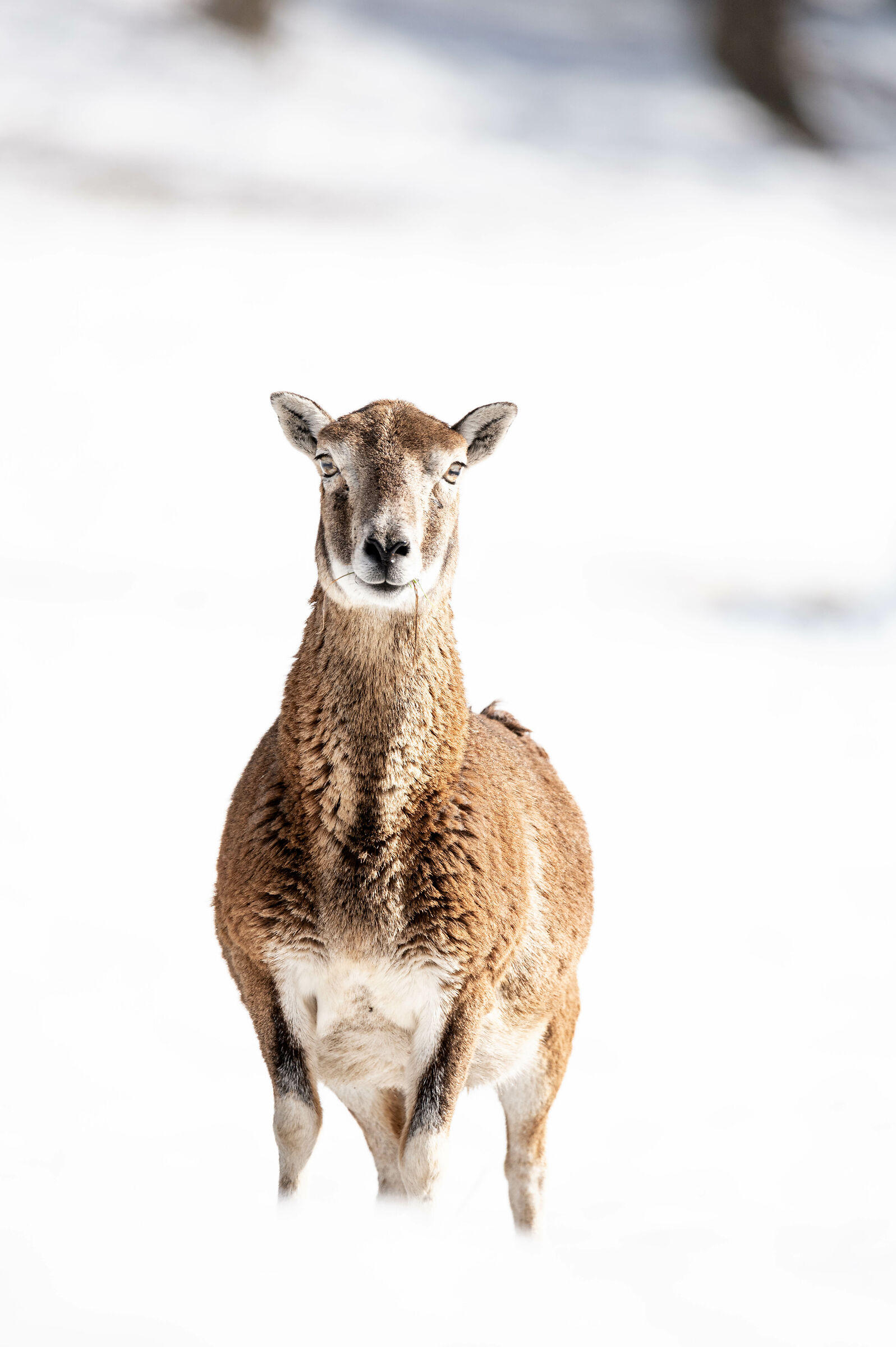 muflone femmina - primo piano