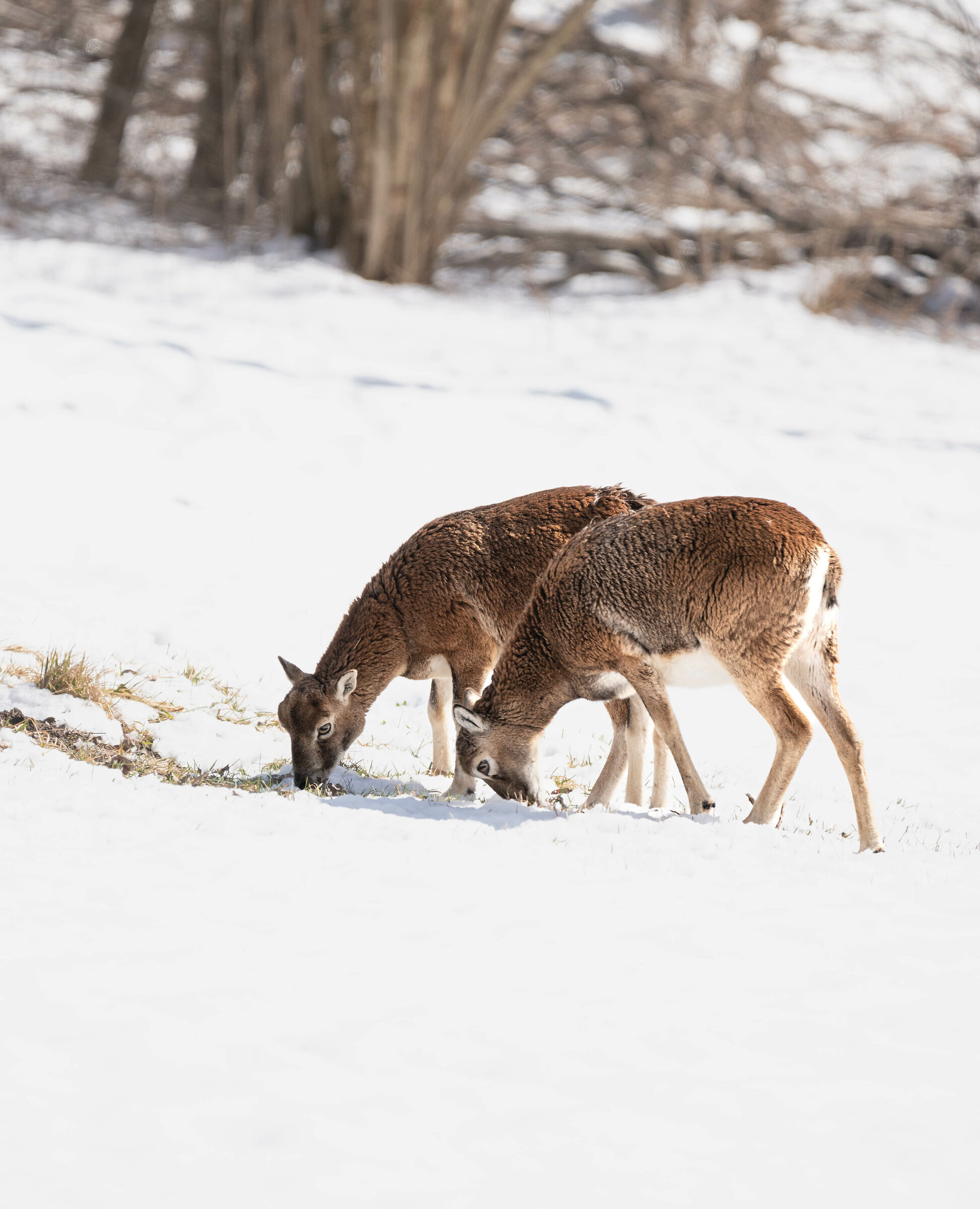 muflone femmina - squadra