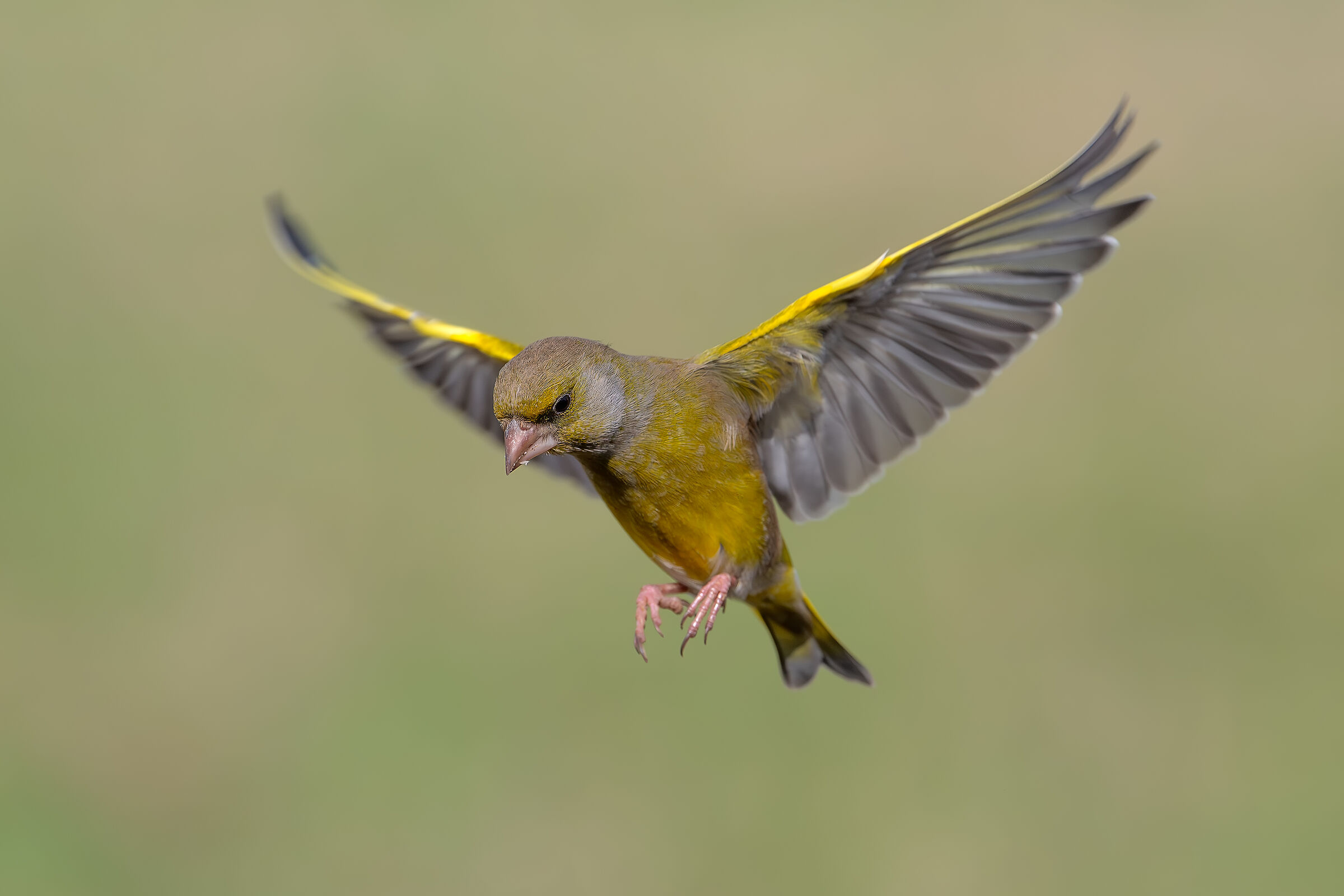 Greenfinch #capannocora