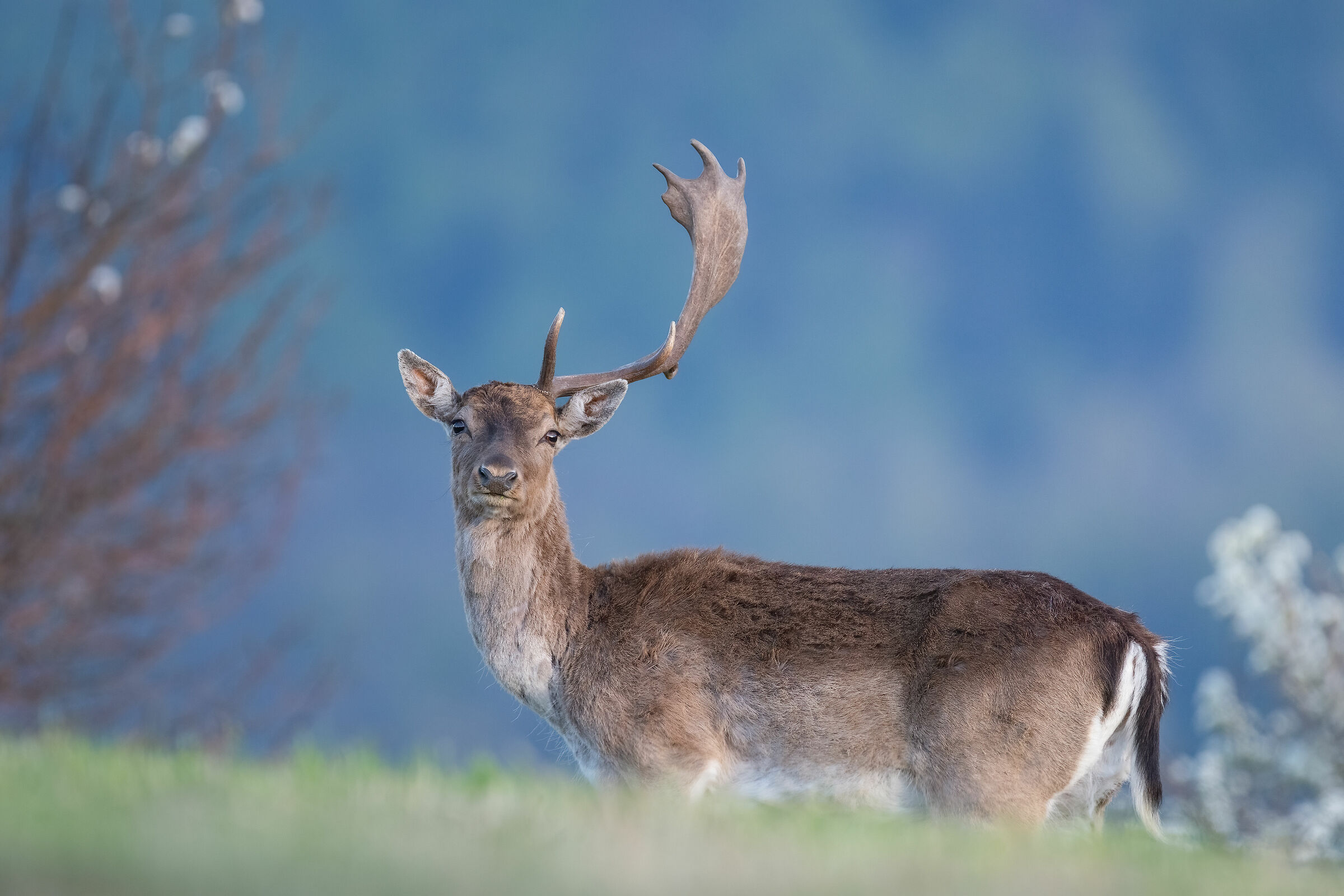Alla ricerca del palco perduto